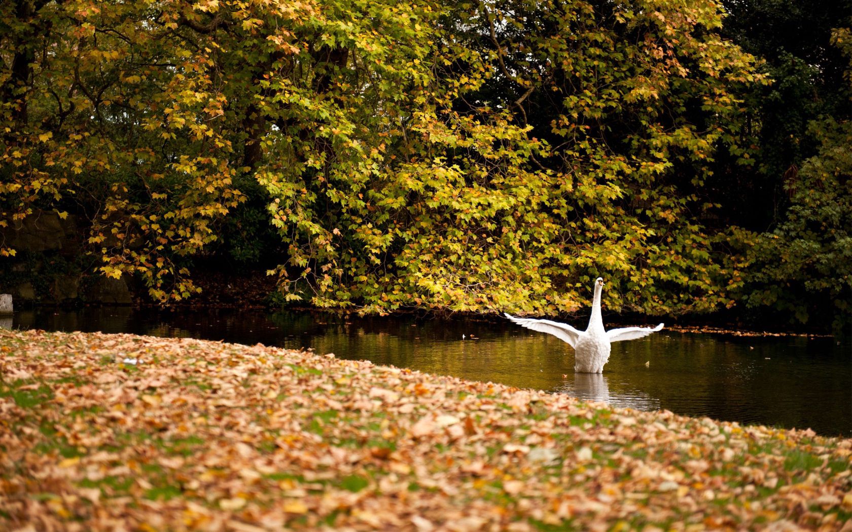 PCデスクトップに動物, 木, 草, 湖, 葉, 秋, 白鳥画像を無料でダウンロード