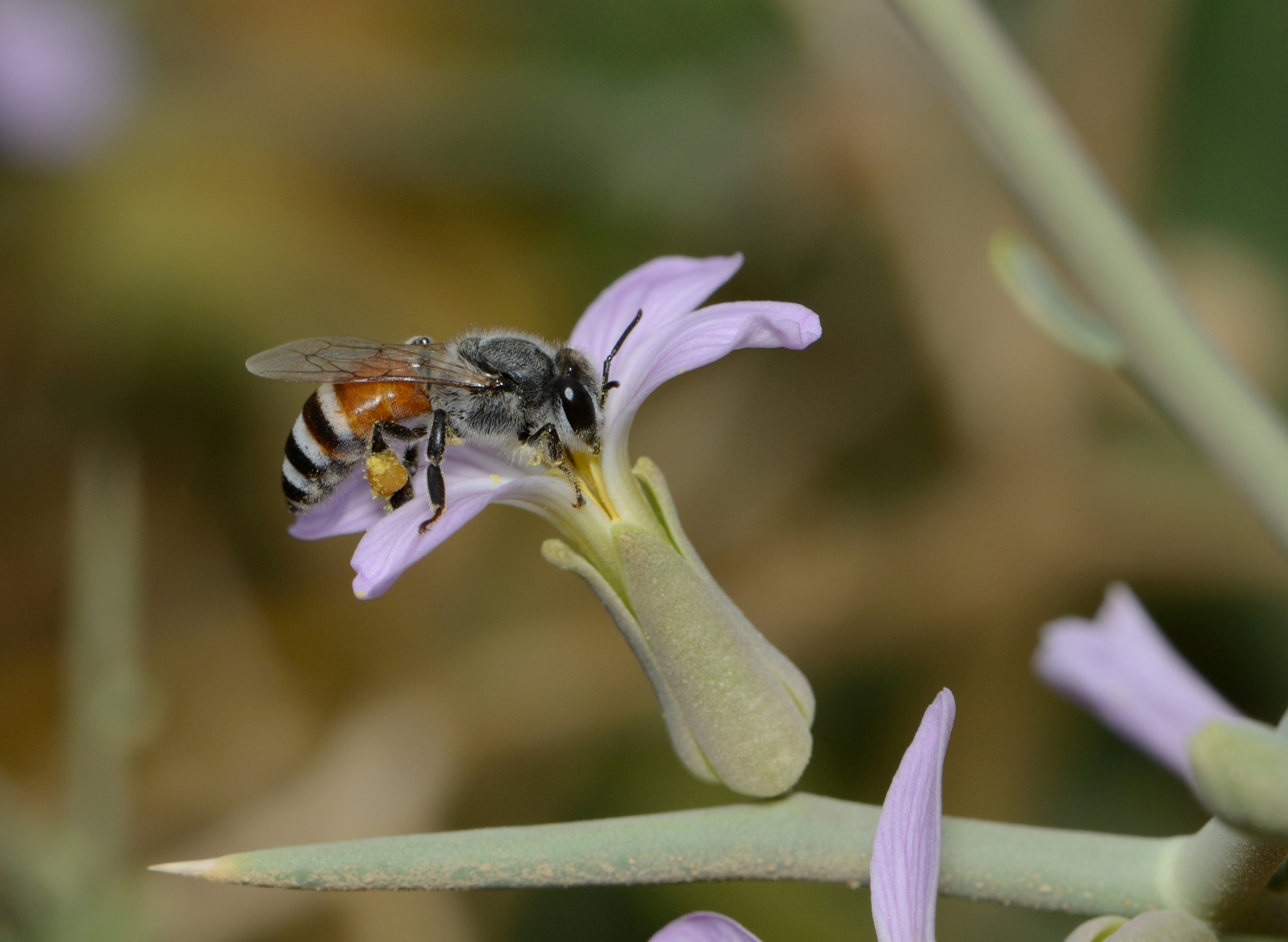 Laden Sie das Tiere, Insekten, Blume, Biene-Bild kostenlos auf Ihren PC-Desktop herunter