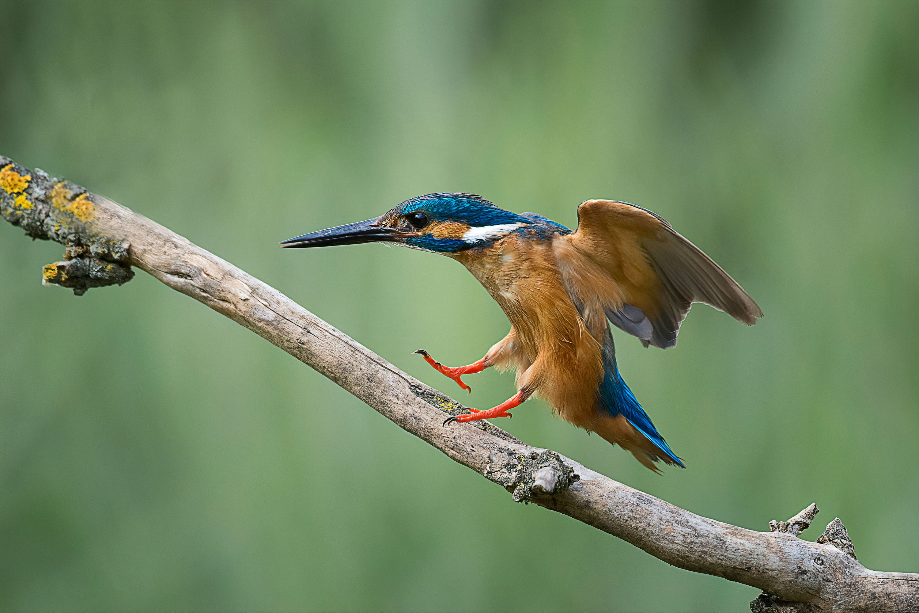 Free download wallpaper Birds, Bird, Animal, Kingfisher on your PC desktop