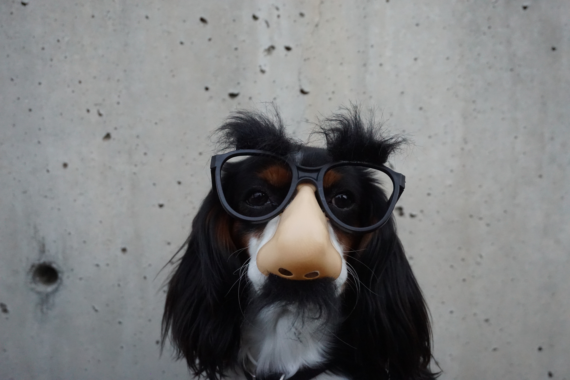 Handy-Wallpaper Humor, Tiere, Hunde, Hund, Brille kostenlos herunterladen.