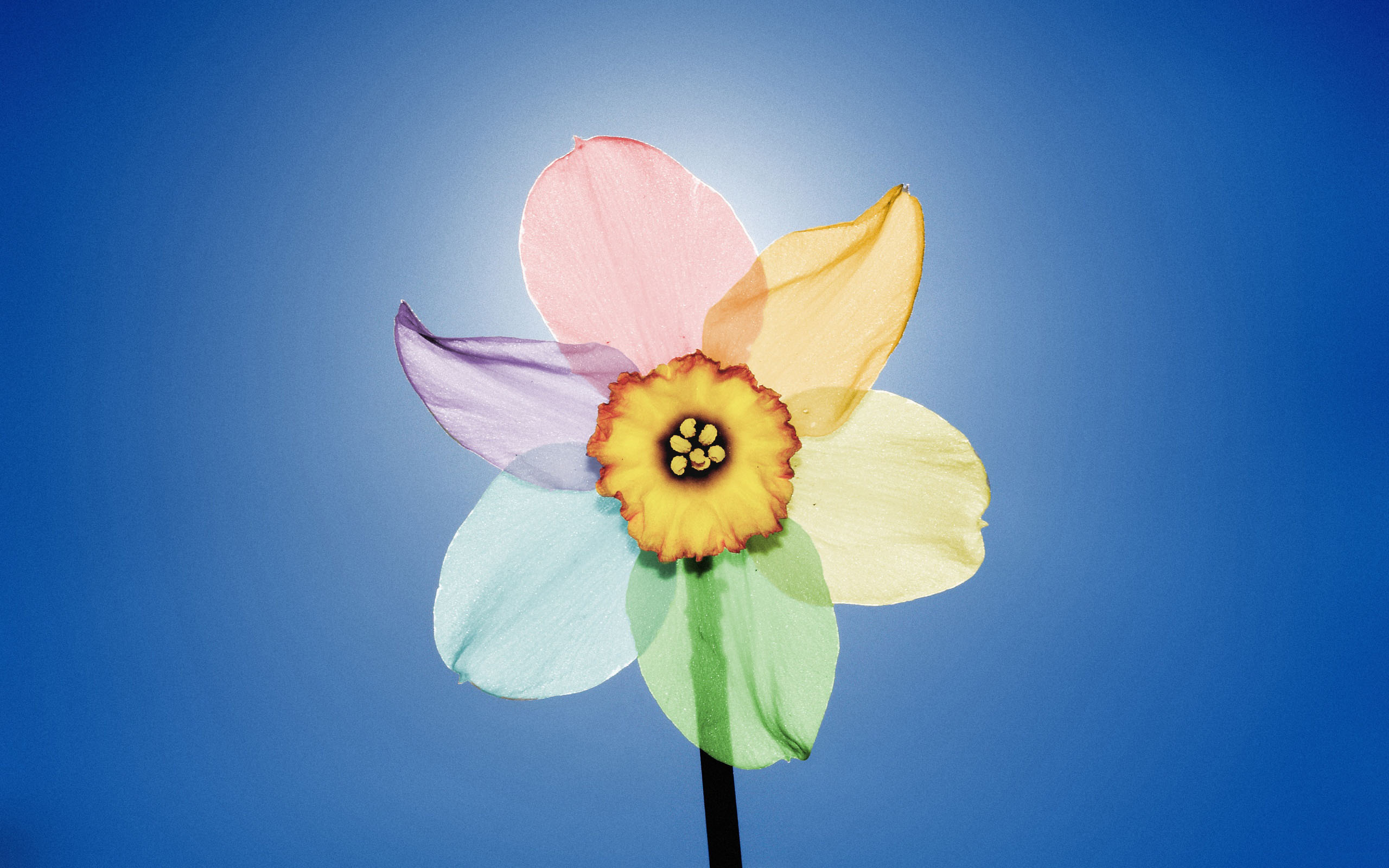 Téléchargez des papiers peints mobile Jonquille, Fleurs, Fleur, Terre/nature gratuitement.