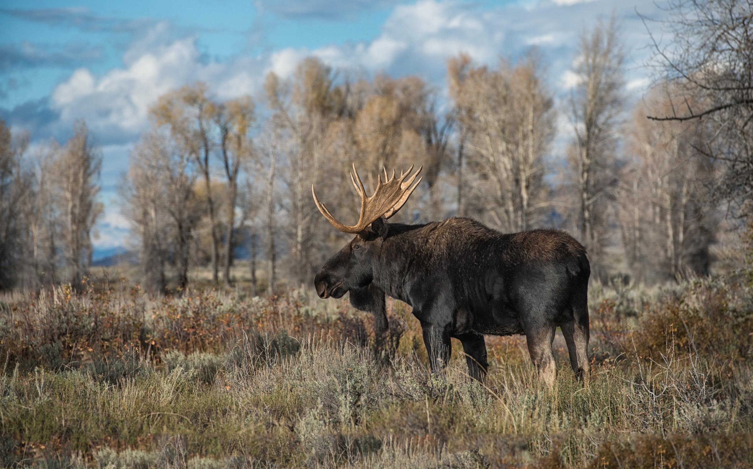 Download mobile wallpaper Nature, Grass, Animal, Moose, Depth Of Field for free.