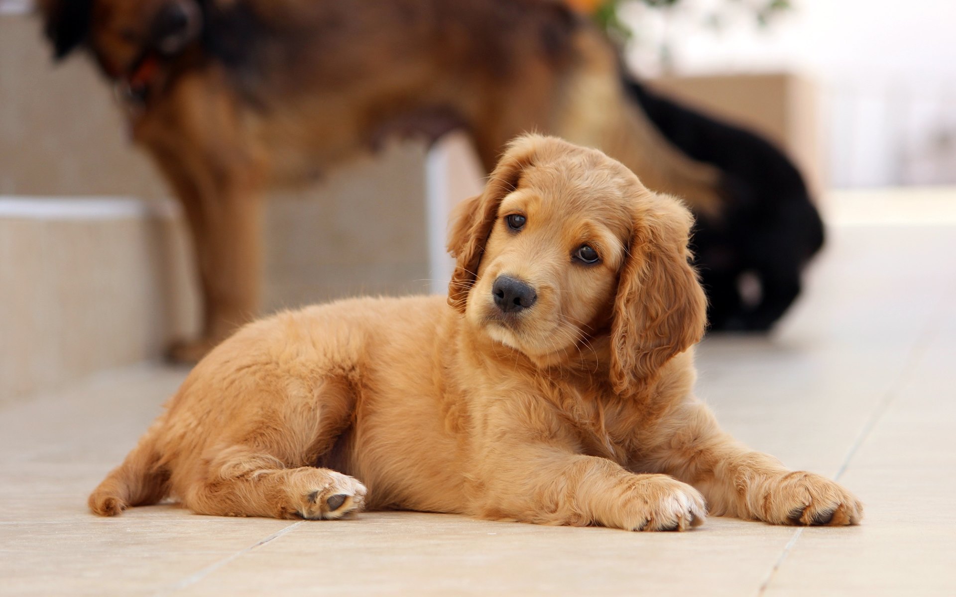 PCデスクトップに子犬, 犬, 動物, 可愛い画像を無料でダウンロード