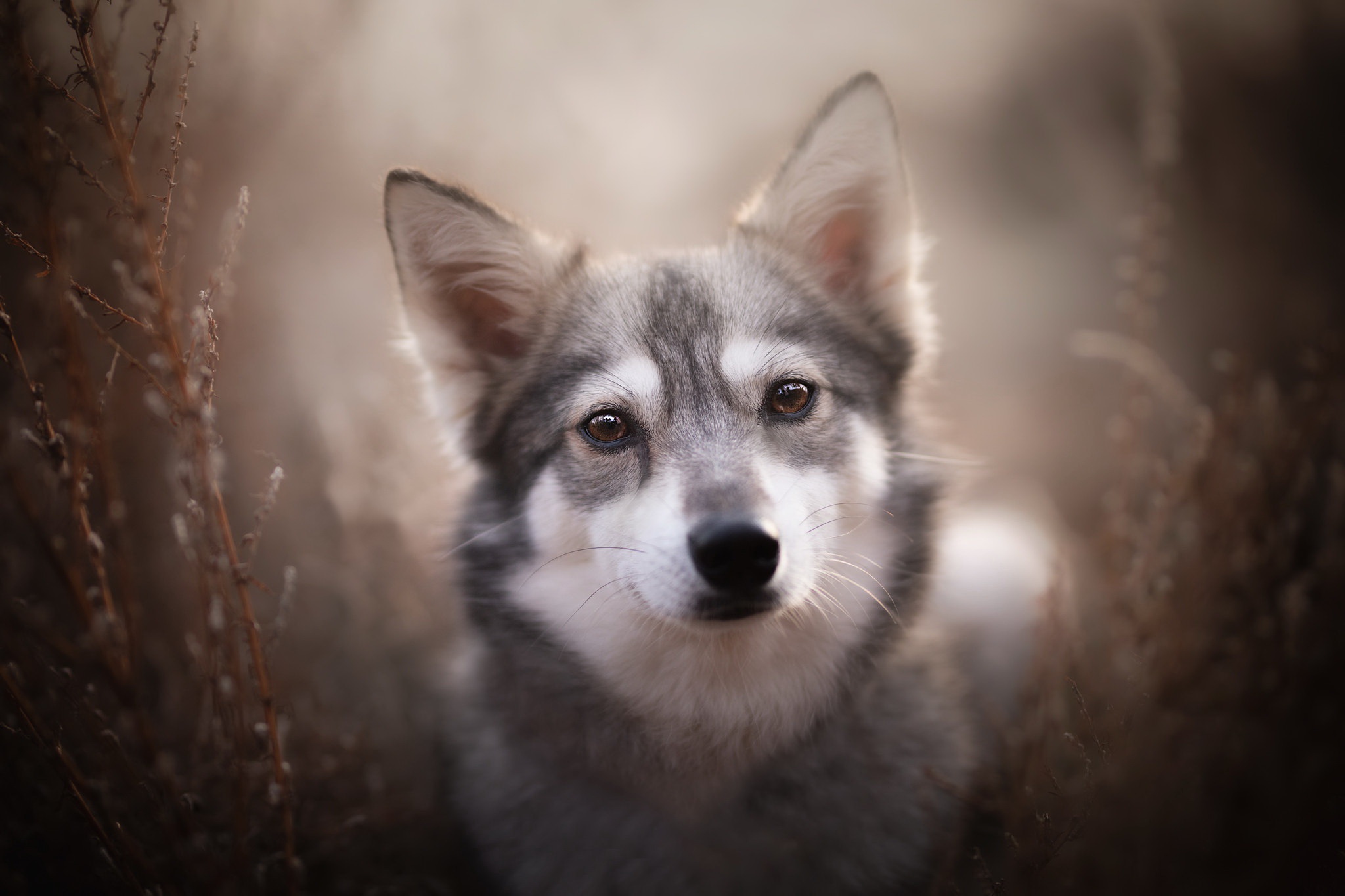 Download mobile wallpaper Dogs, Dog, Animal, Puppy, Baby Animal, Wolfdog for free.