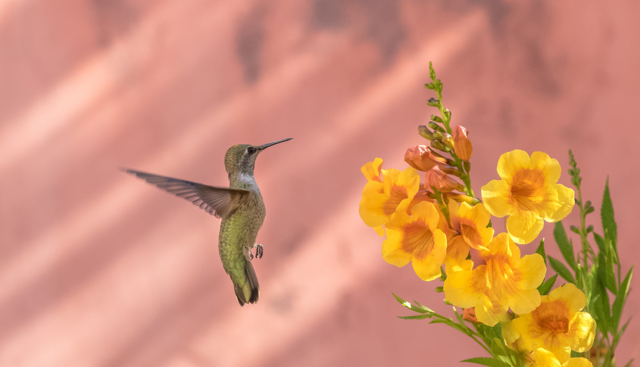 Download mobile wallpaper Birds, Bird, Animal, Yellow Flower, Hummingbird for free.