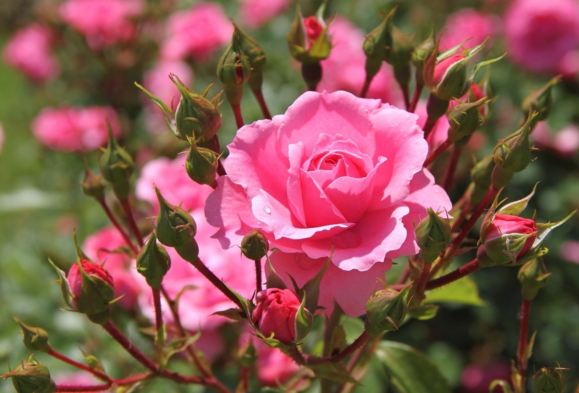 Скачать обои бесплатно Природа, Цветок, Роза, Бутон, Земля/природа, Розовая Роза, Розовый Куст картинка на рабочий стол ПК