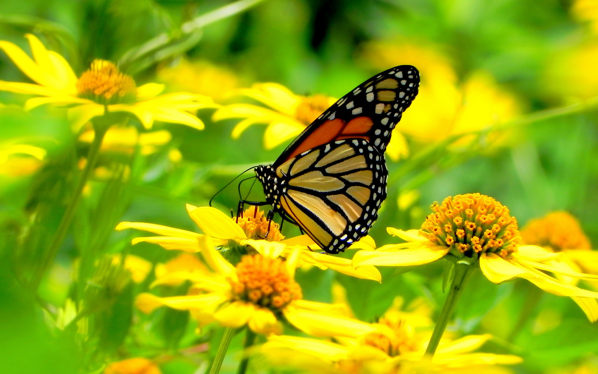 Descarga gratuita de fondo de pantalla para móvil de Animales, Mariposa.