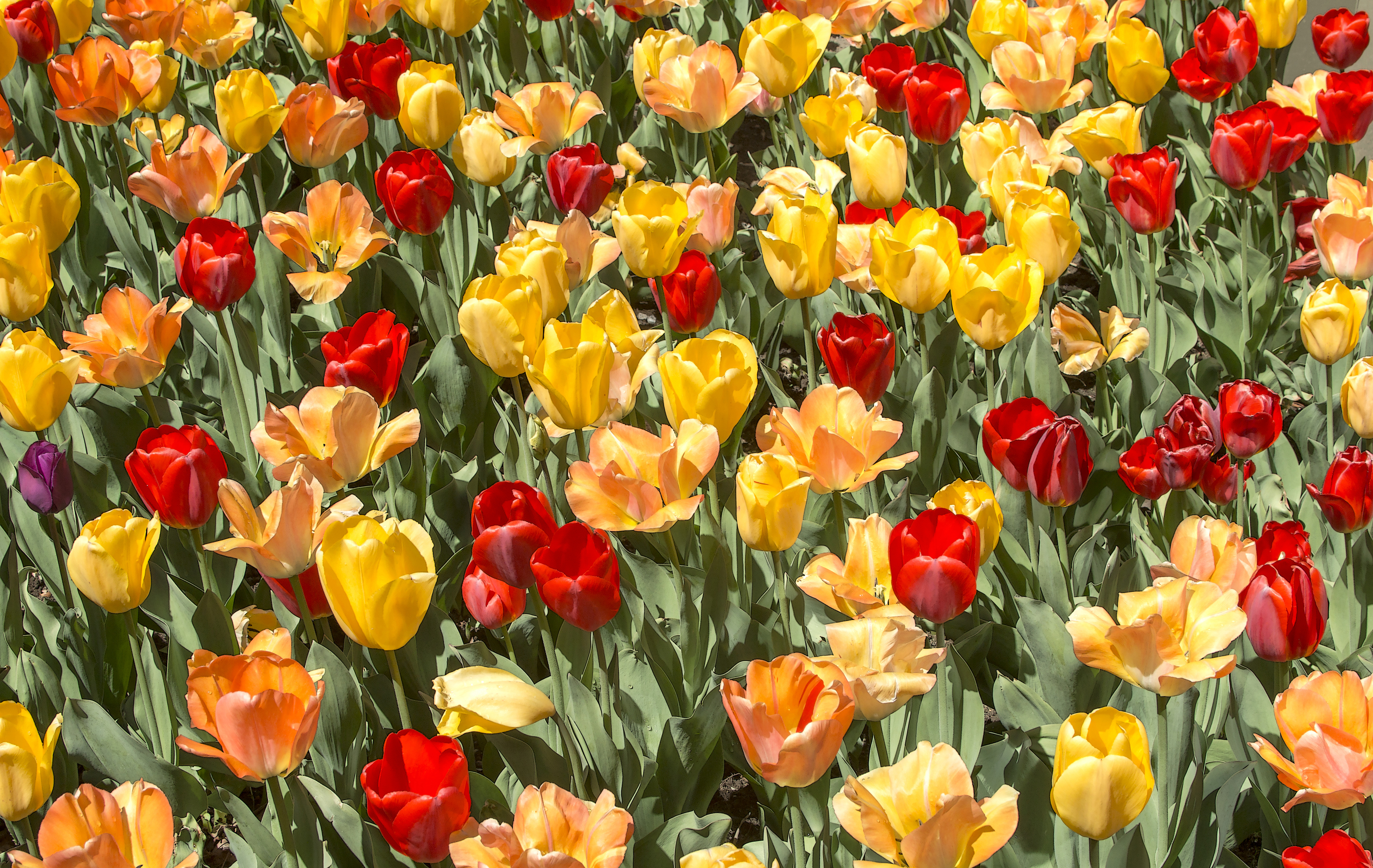 無料モバイル壁紙自然, フラワーズ, チューリップ, 夏, 花, 地球, 黄色い花, 赤い花をダウンロードします。