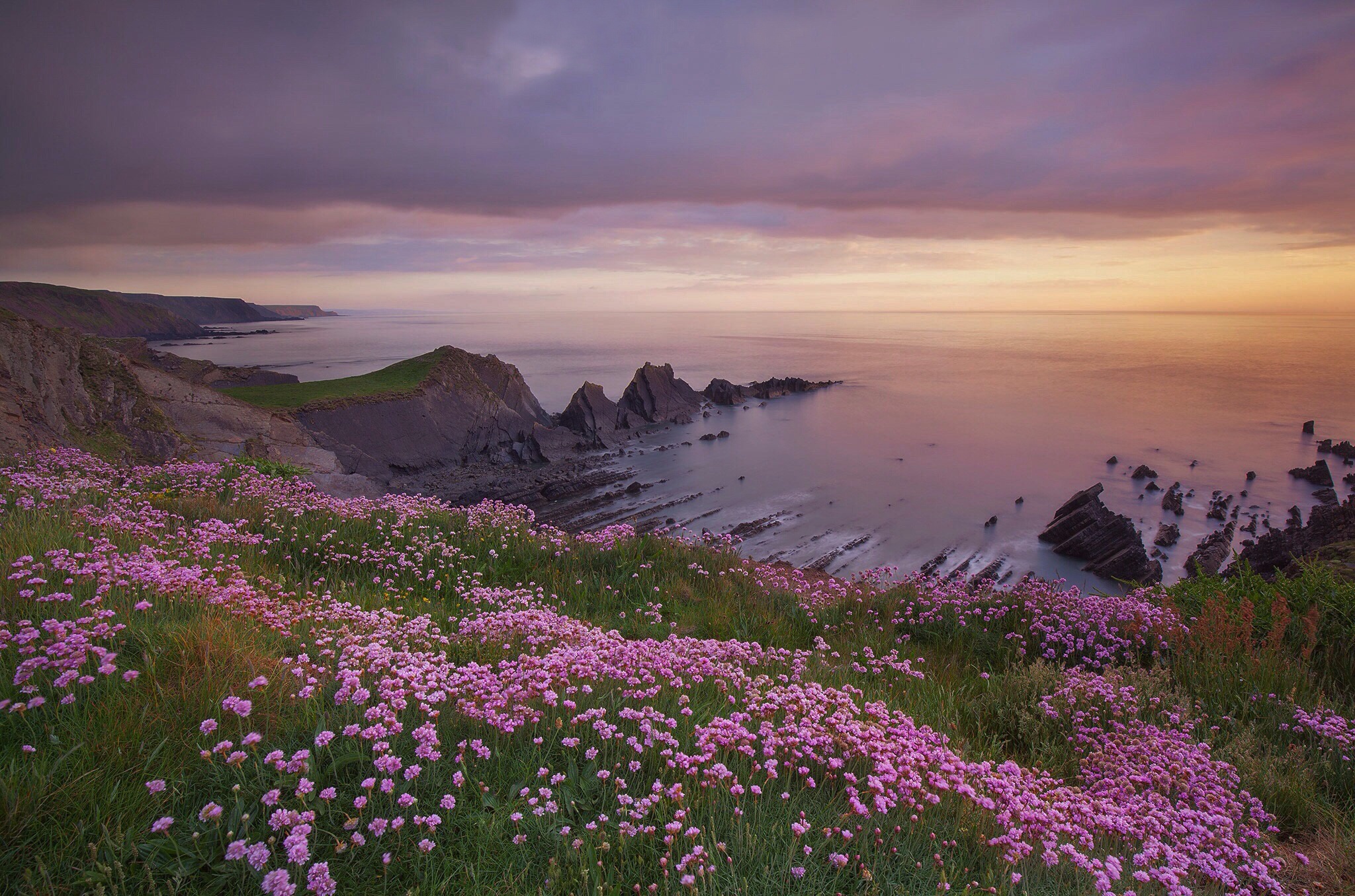 Download mobile wallpaper Nature, Horizon, Ocean, Earth, Coastline, Pink Flower for free.