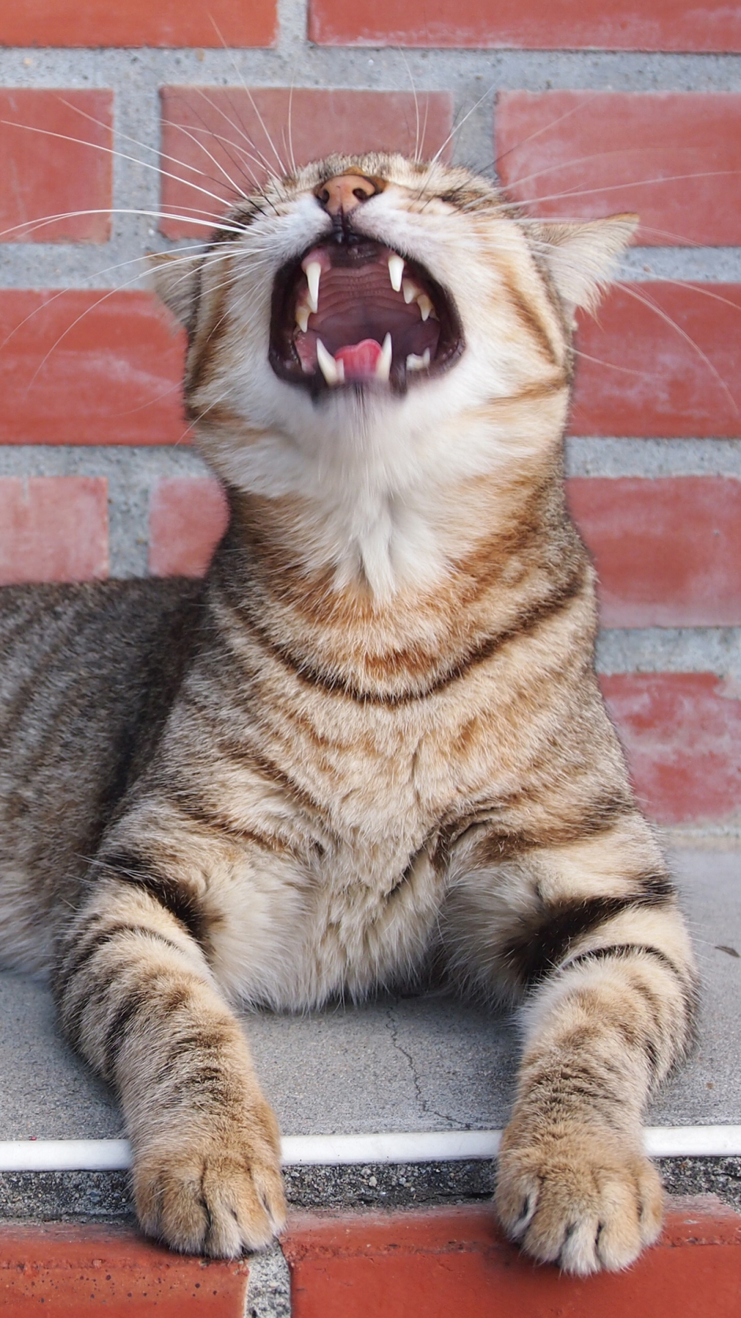 無料モバイル壁紙動物, ネコ, 猫をダウンロードします。