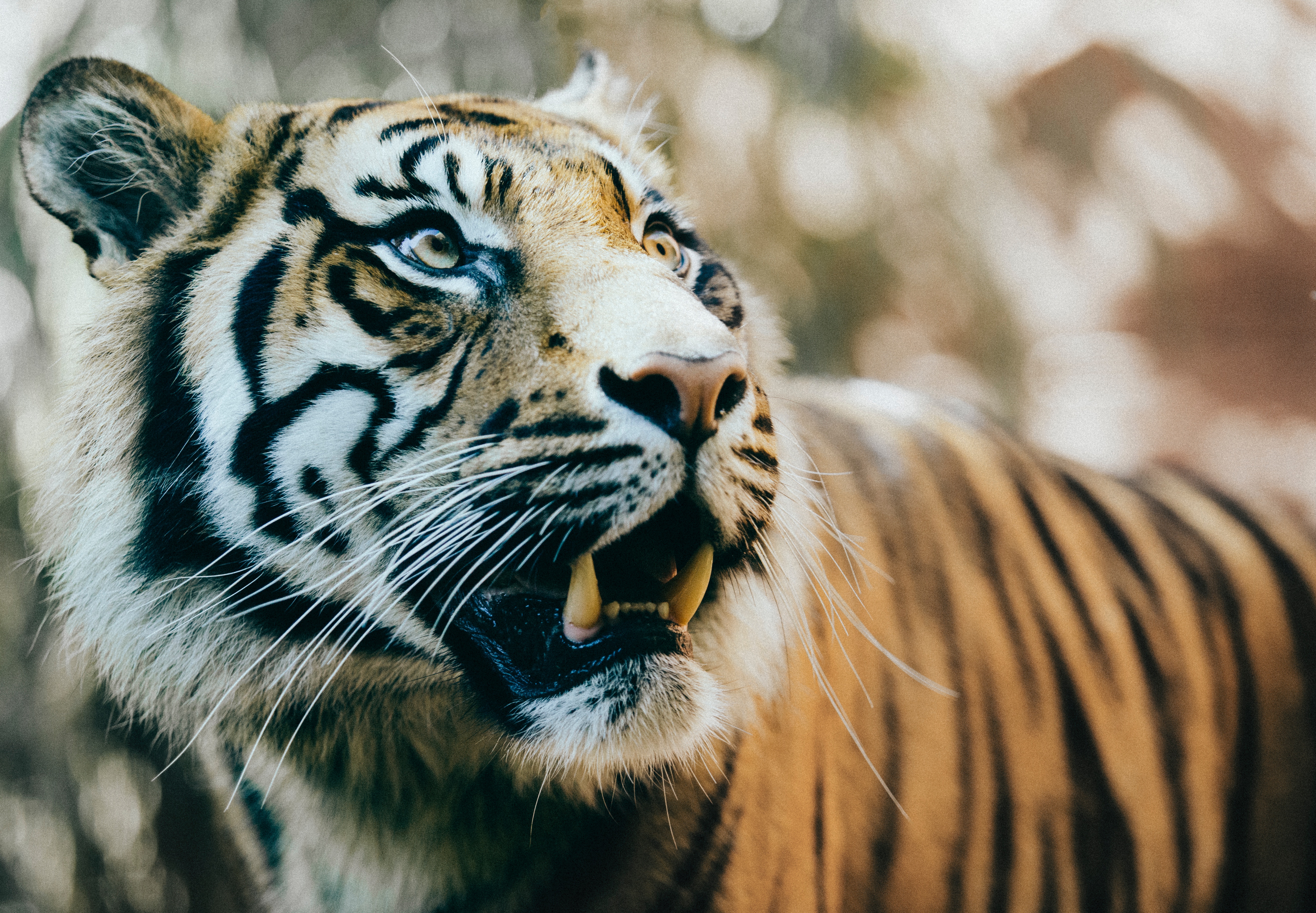 Download mobile wallpaper Tiger, Fangs, Muzzle, Animals, Predator for free.