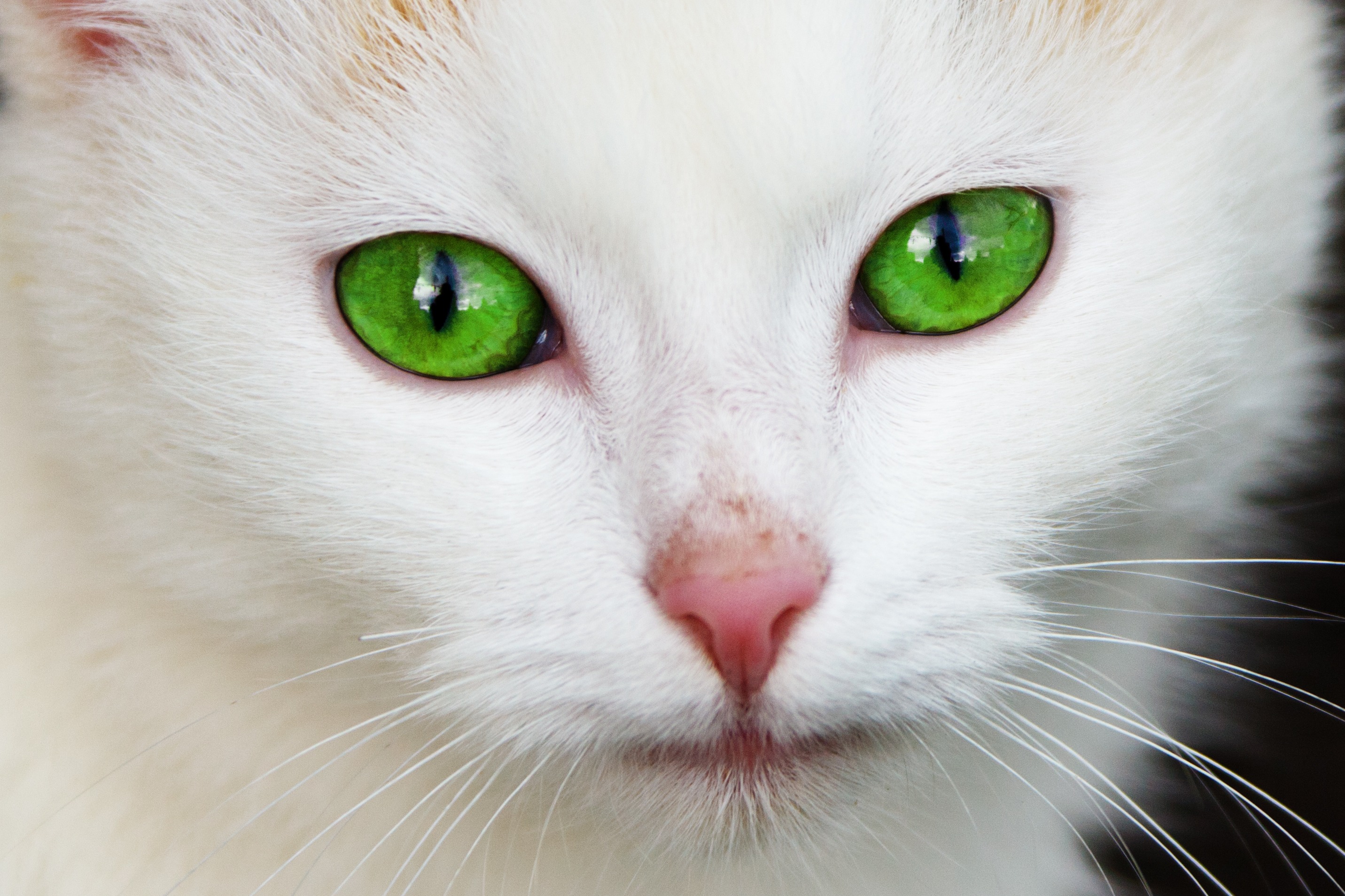 Handy-Wallpaper Tiere, Katzen, Katze, Nahansicht, Grüne Augen kostenlos herunterladen.