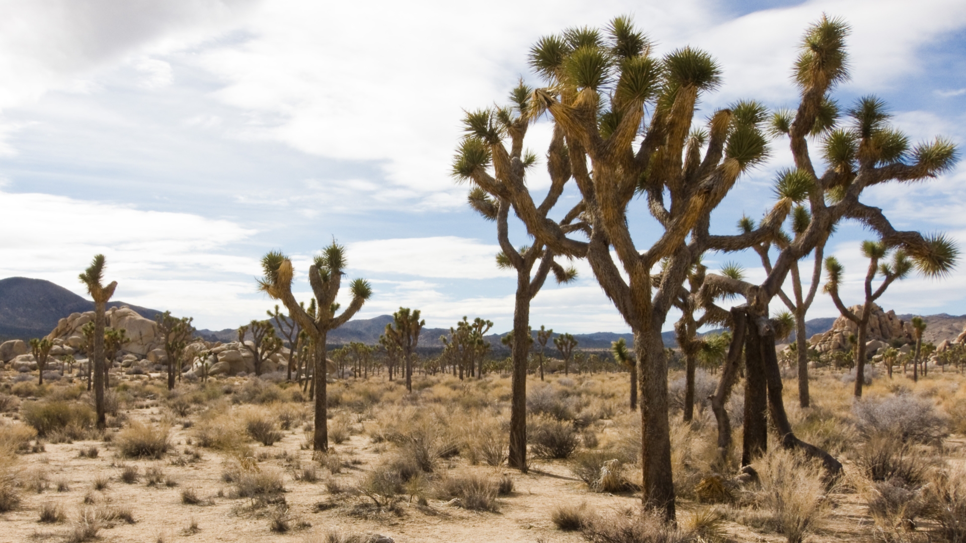 Download mobile wallpaper Joshua Tree National Park, National Park, Earth for free.