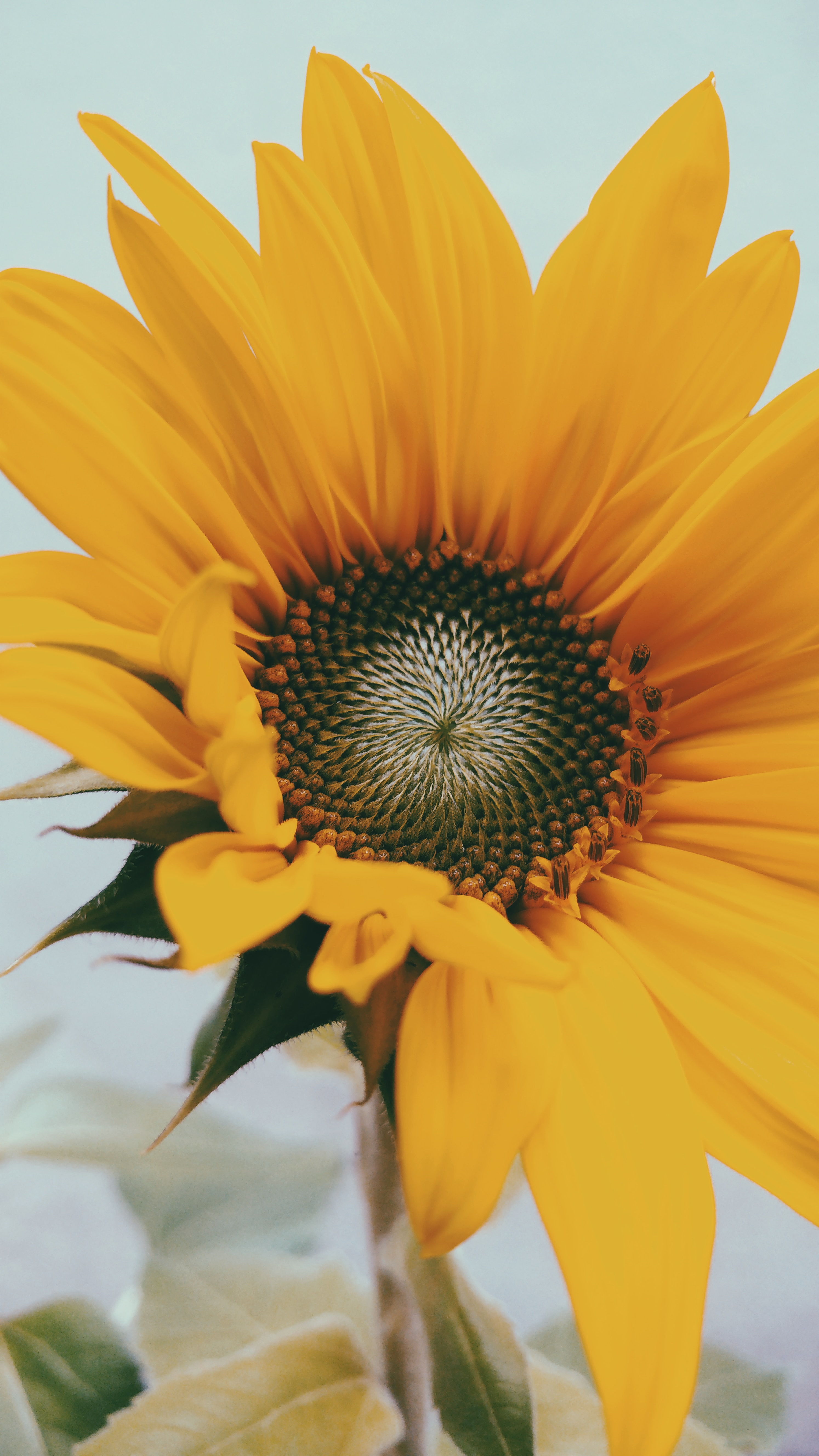Free download wallpaper Flowers, Sunflower, Flower, Close Up, Flowering, Bloom on your PC desktop