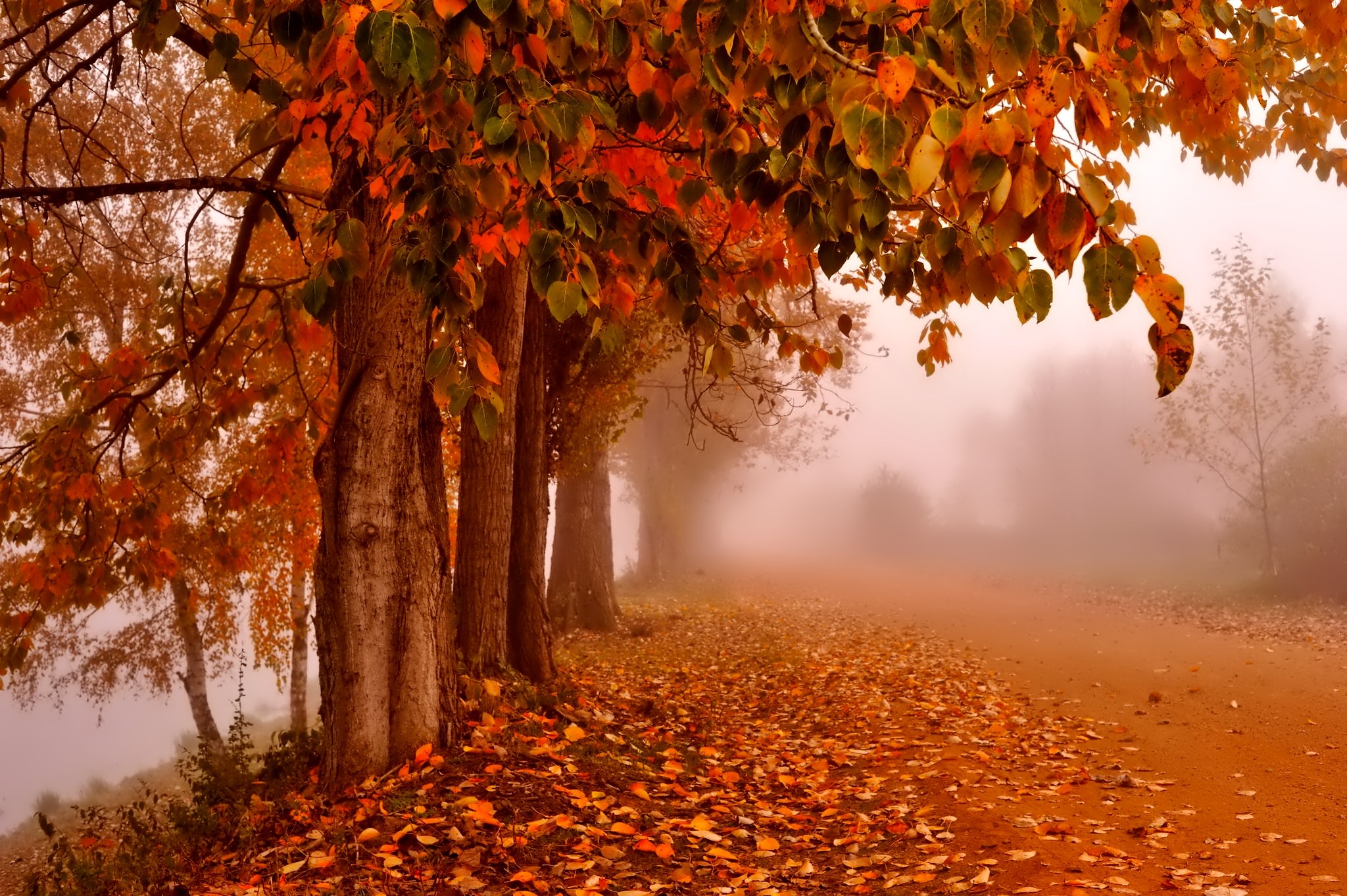 Free download wallpaper Forest, Tree, Fog, Fall, Path, Man Made on your PC desktop