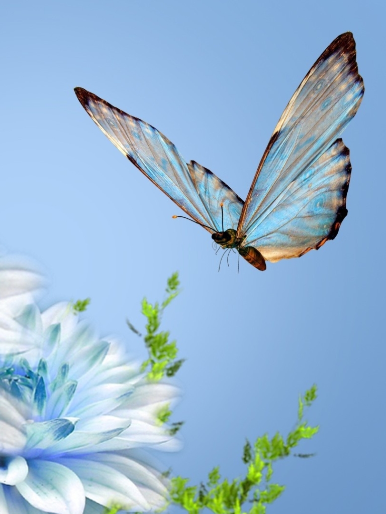 Download mobile wallpaper Butterfly, Animal for free.