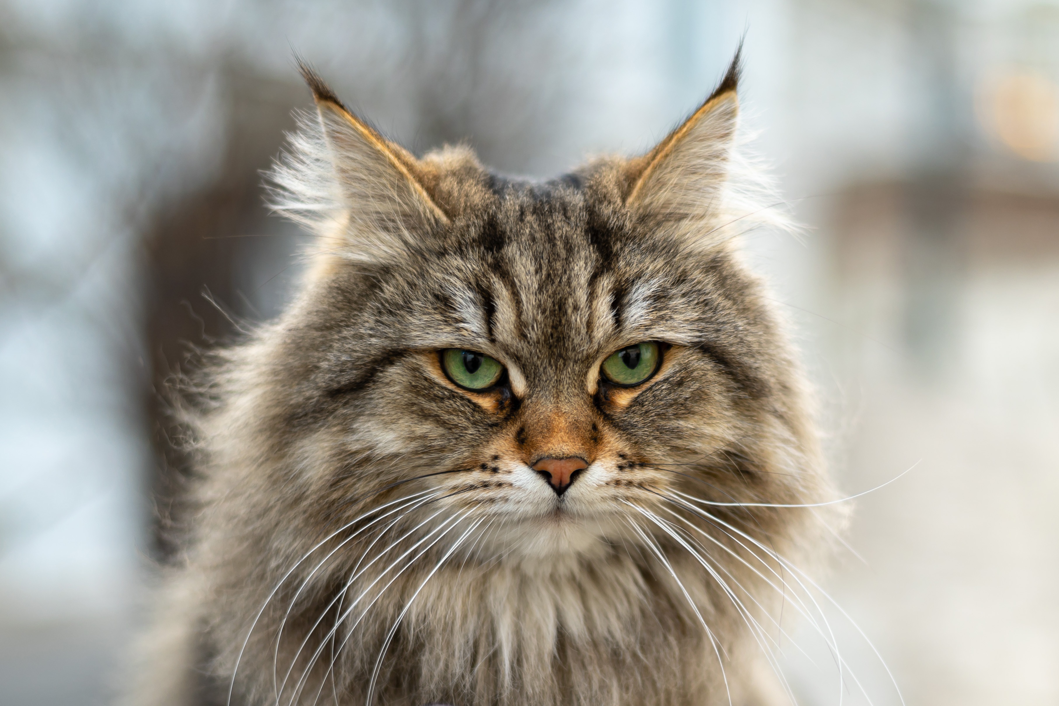 Download mobile wallpaper Cats, Cat, Animal, Siberian Cat for free.
