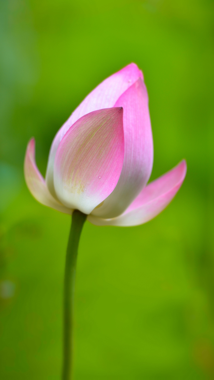 Download mobile wallpaper Flowers, Lotus, Earth for free.