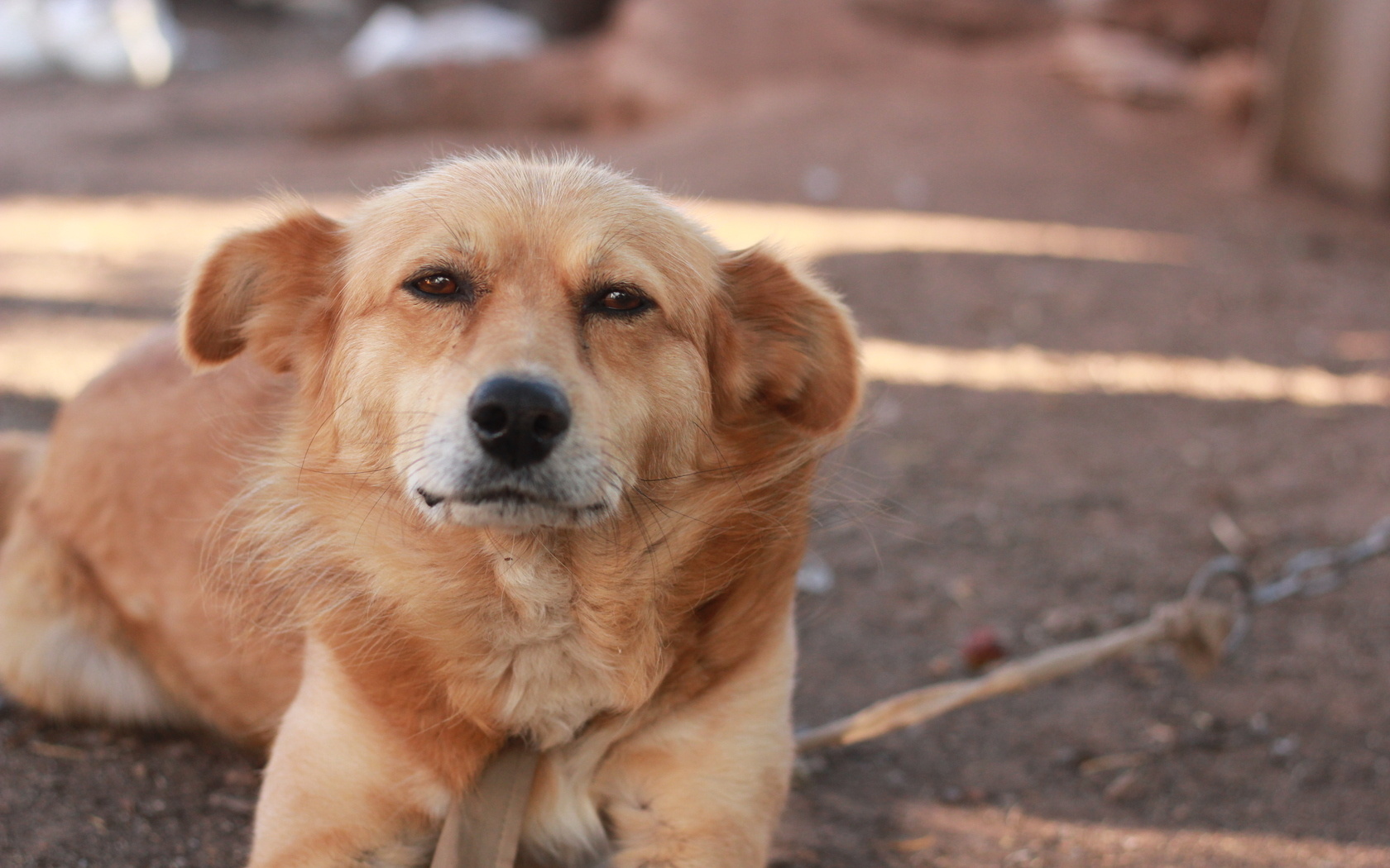 Descarga gratis la imagen Perros, Perro, Animales en el escritorio de tu PC