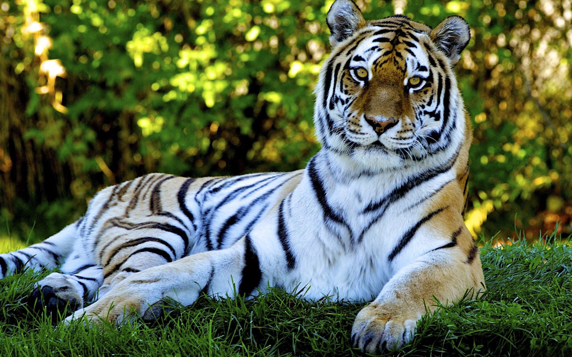 無料モバイル壁紙動物, 草, 嘘, 横になります, プレデター, ビッグキャット, 捕食者, 大きな猫, 虎をダウンロードします。
