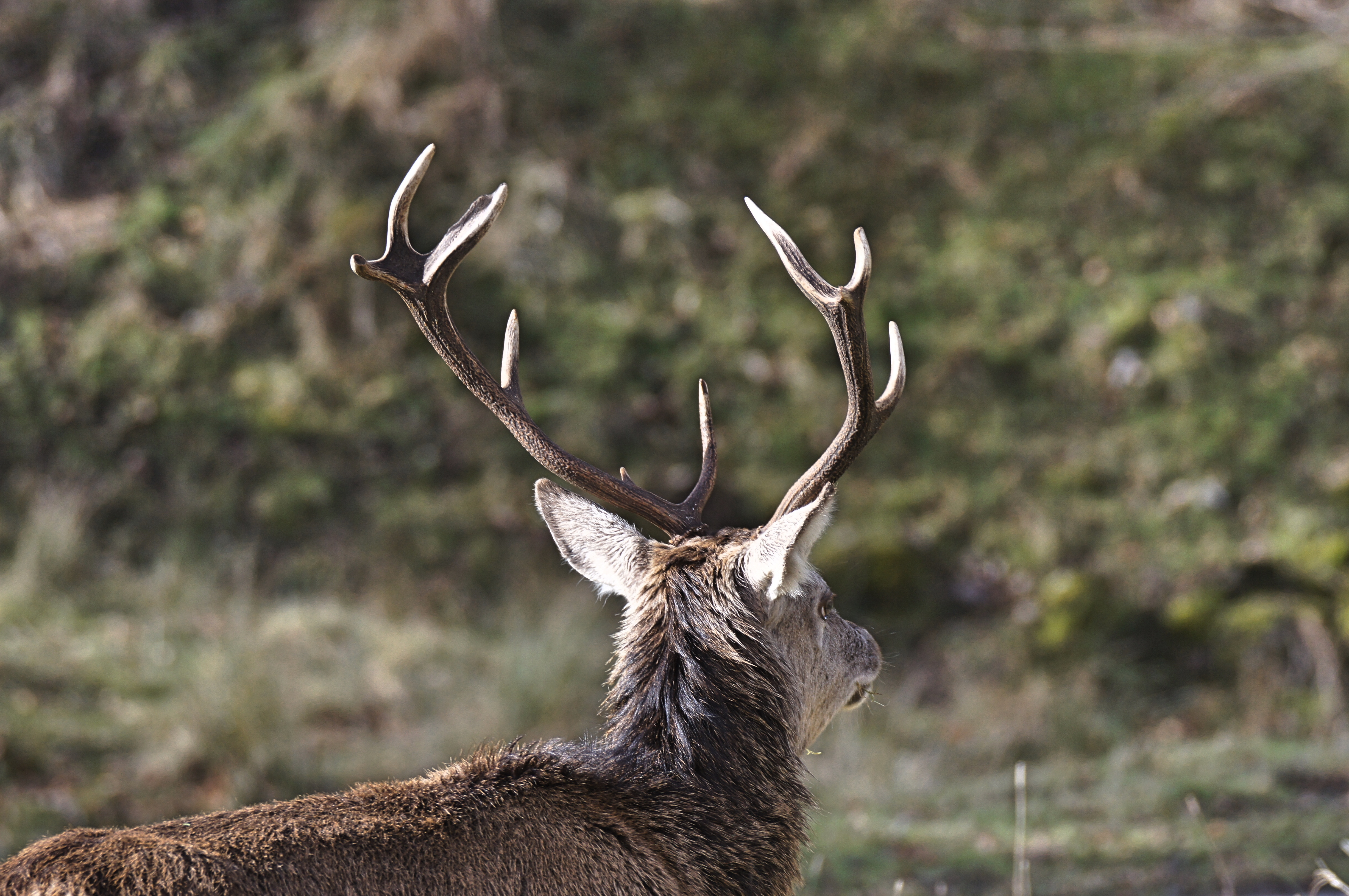 Free download wallpaper Animals, Head, Horns, Deer on your PC desktop