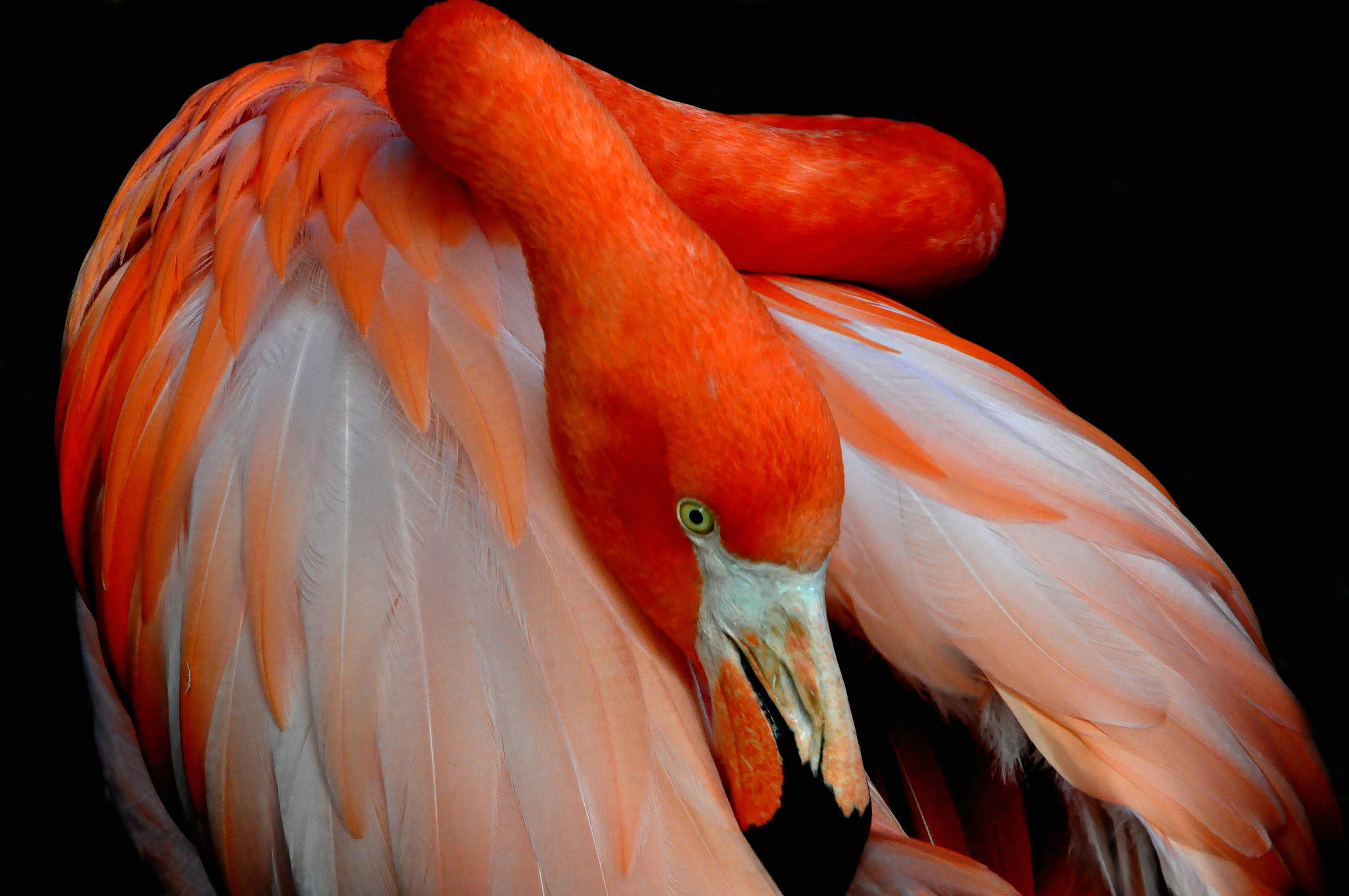 Descarga gratis la imagen Animales, Flamenco, Aves, Ave en el escritorio de tu PC