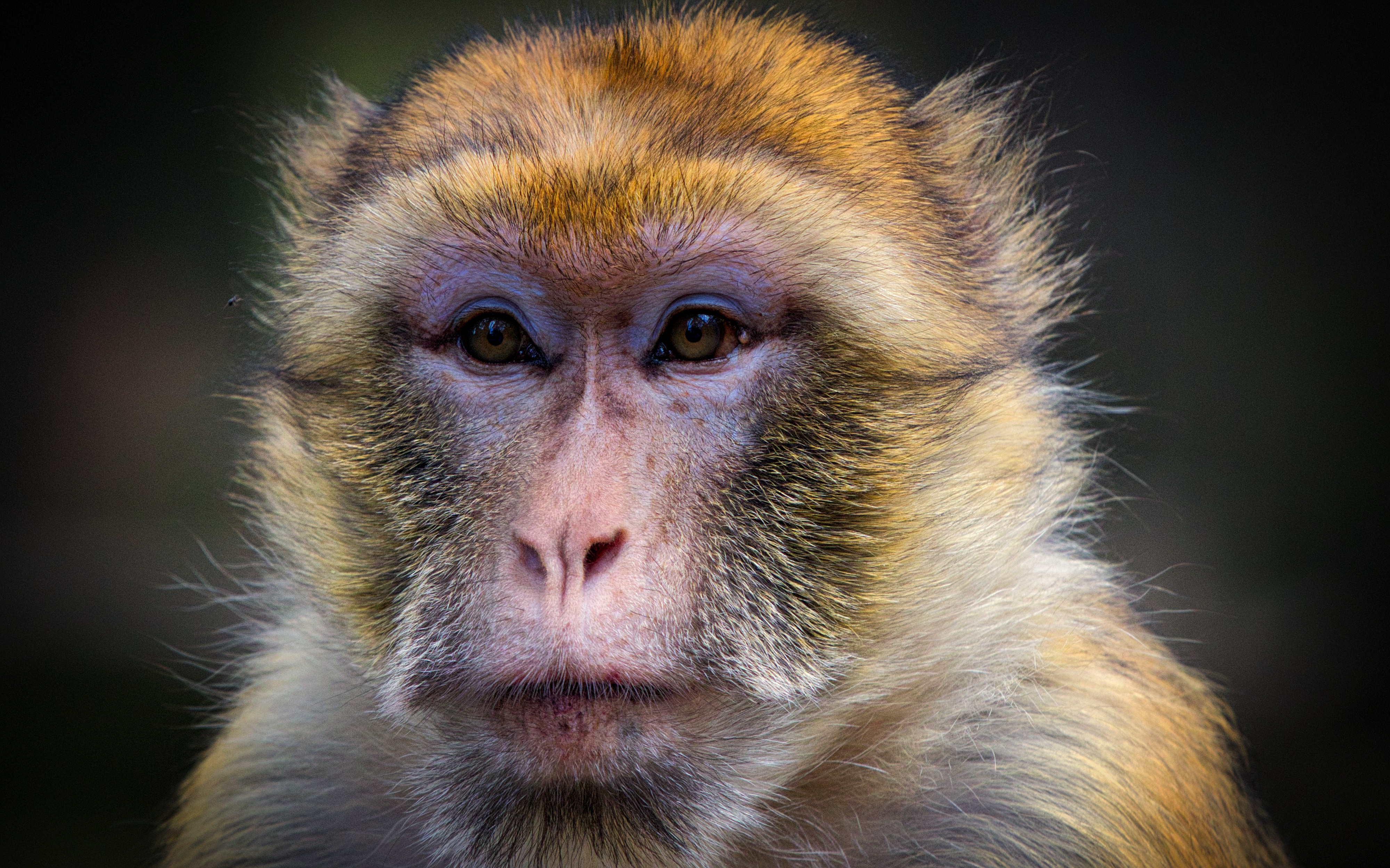 animal, macaque, barbary macaque, monkey HD wallpaper