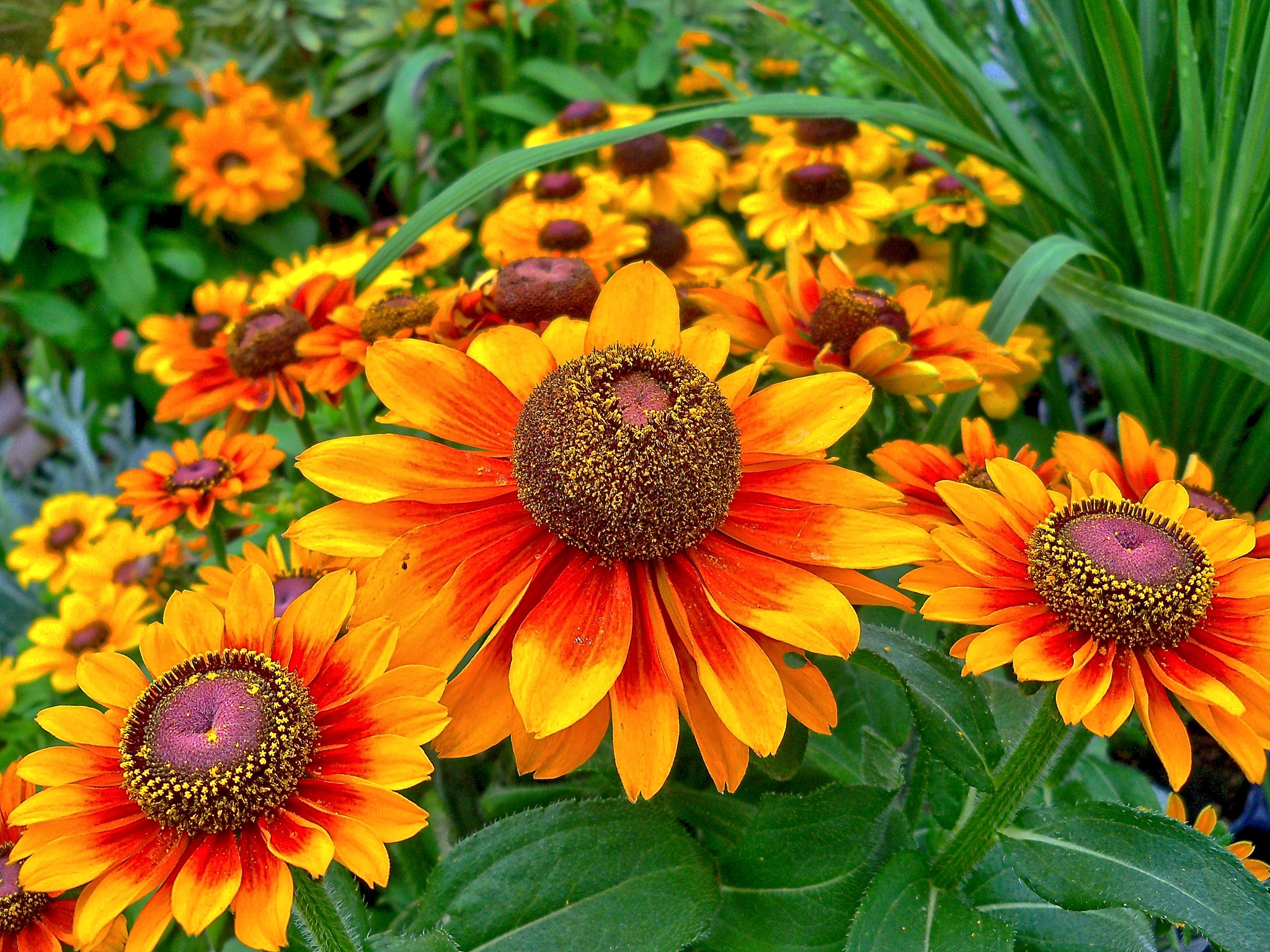 Descarga gratuita de fondo de pantalla para móvil de Flores, Flor, Tierra/naturaleza.