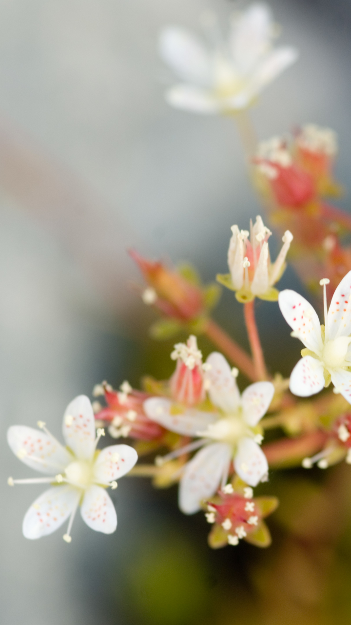 Descarga gratuita de fondo de pantalla para móvil de Flores, Flor, Tierra/naturaleza.