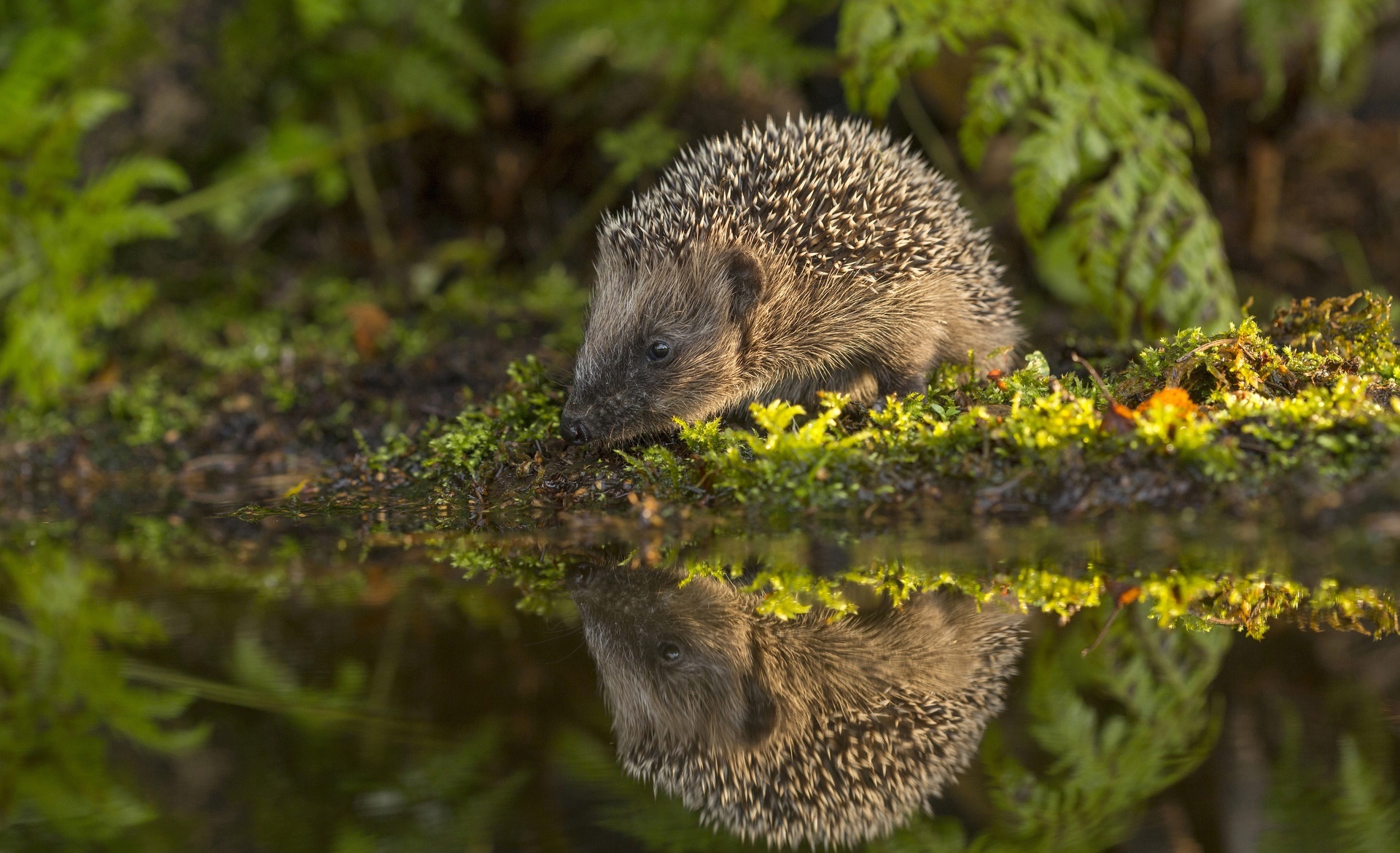 Free download wallpaper Reflection, Animal, Hedgehog on your PC desktop