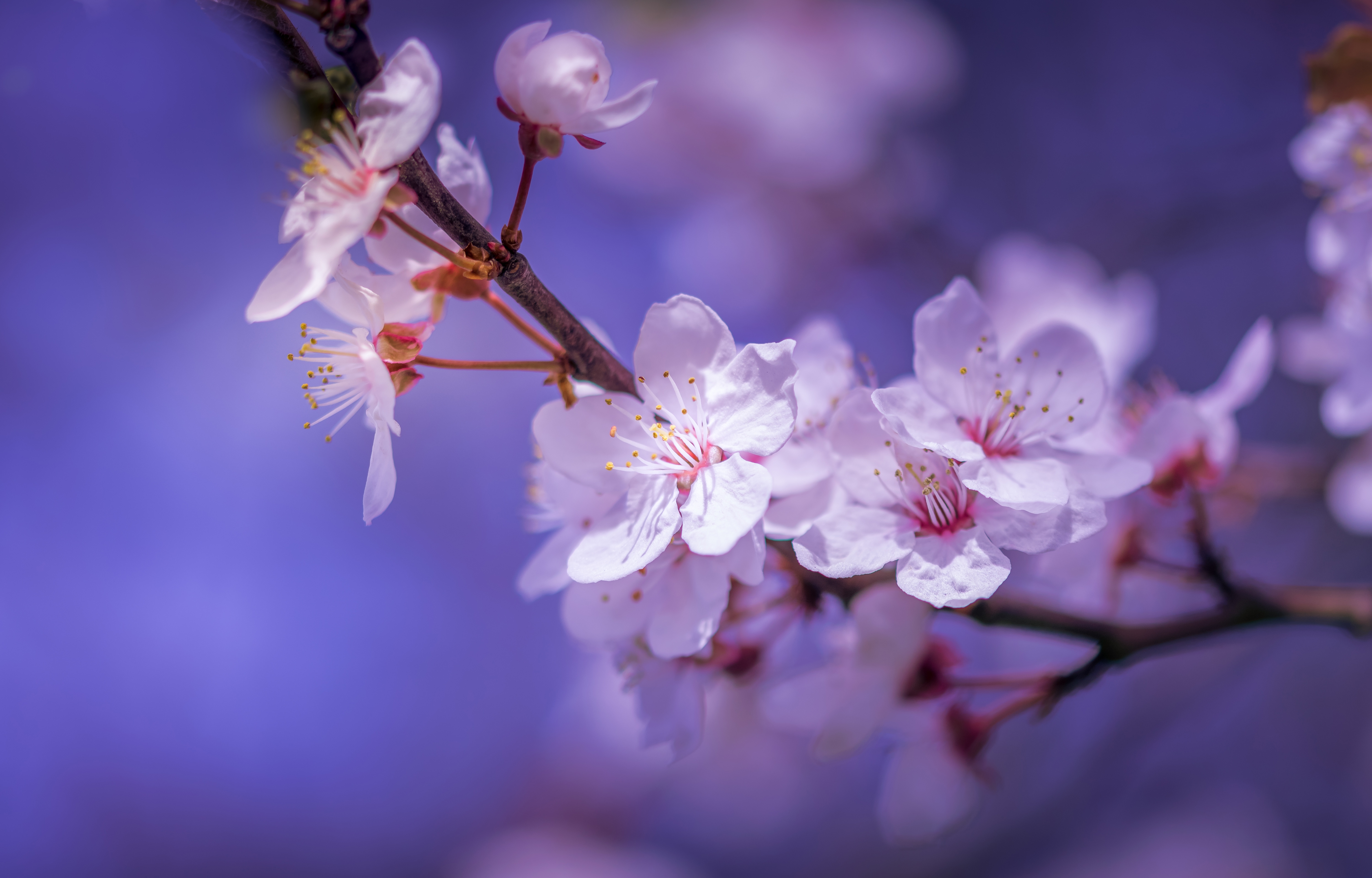 Free download wallpaper Flowers, Earth, Blossom on your PC desktop