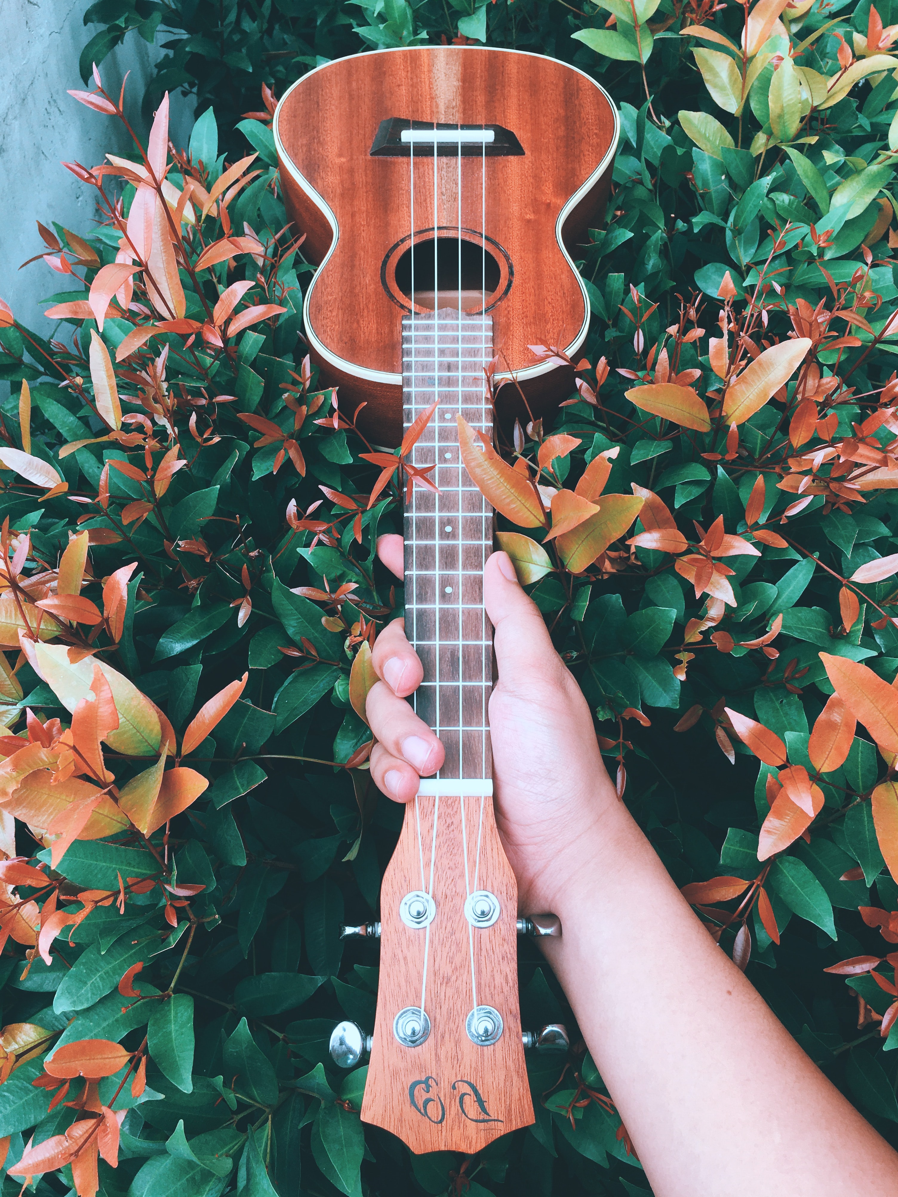 guitar, music, bush, hand Desktop Wallpaper