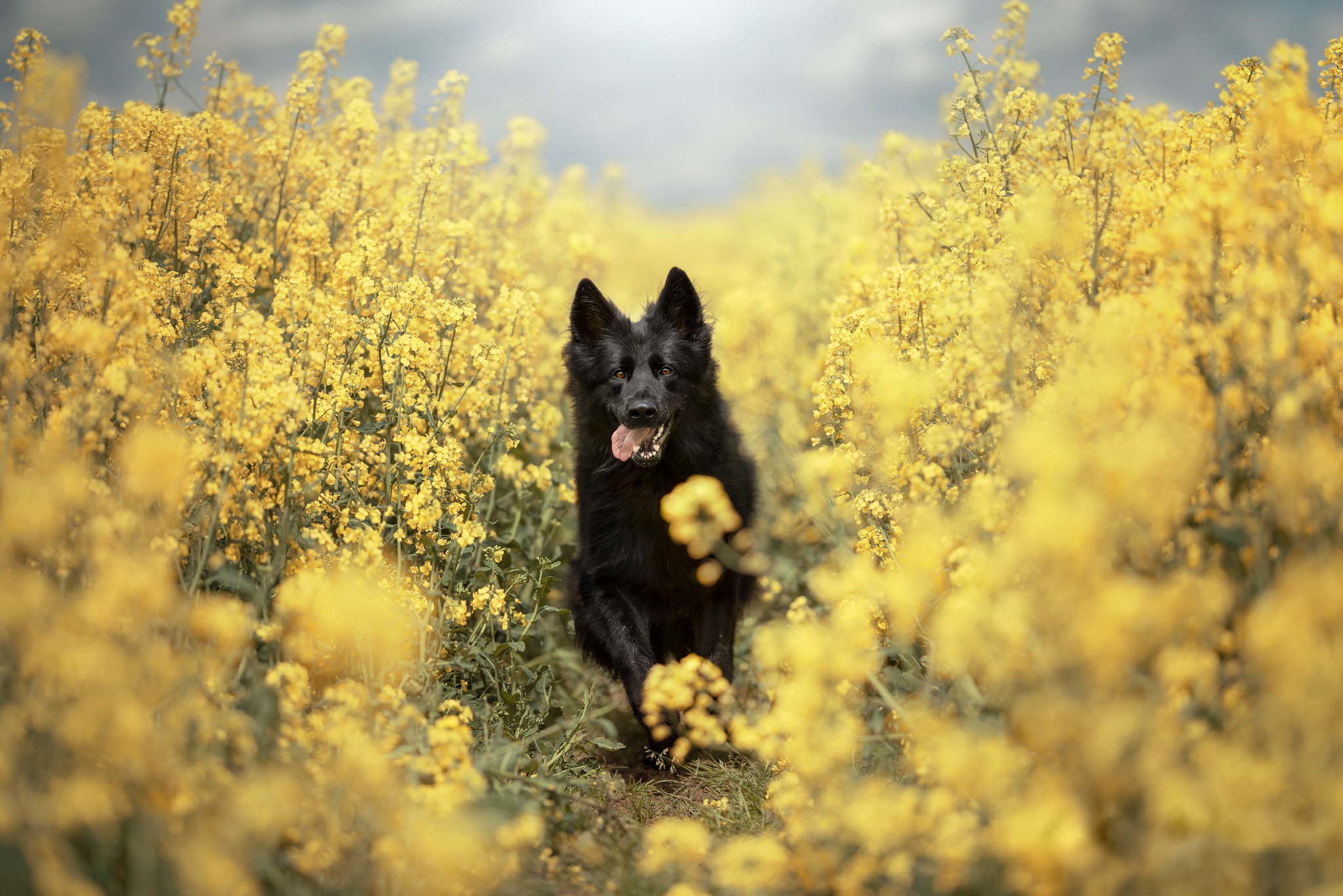 Download mobile wallpaper Dogs, Dog, Animal, Yellow Flower, Rapeseed for free.