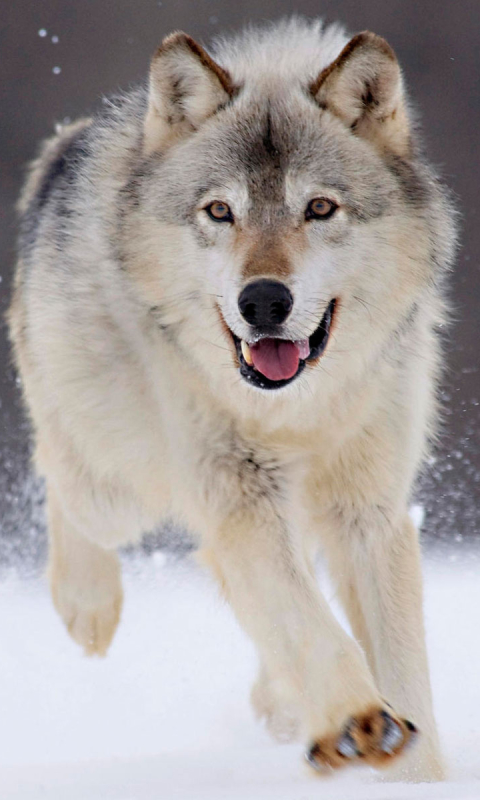 Download mobile wallpaper Snow, Wolf, Animal, Running, Wolves for free.