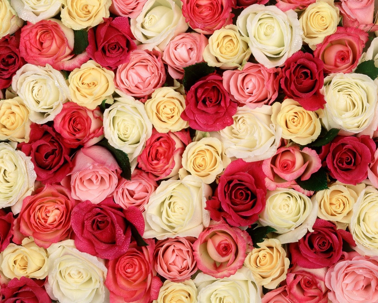 Download mobile wallpaper Flower, Rose, Earth for free.