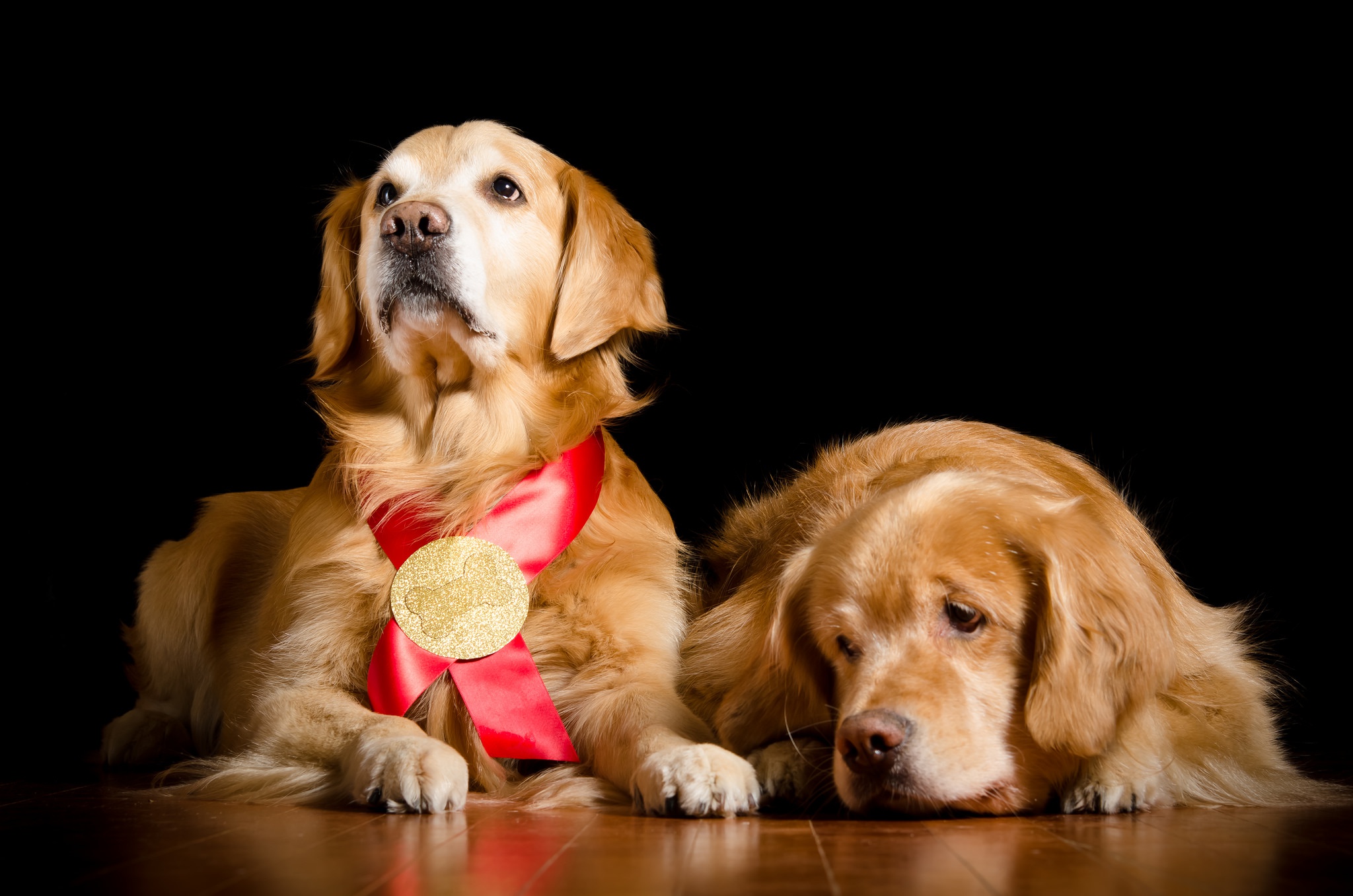 animal, golden retriever, dog, medal, dogs