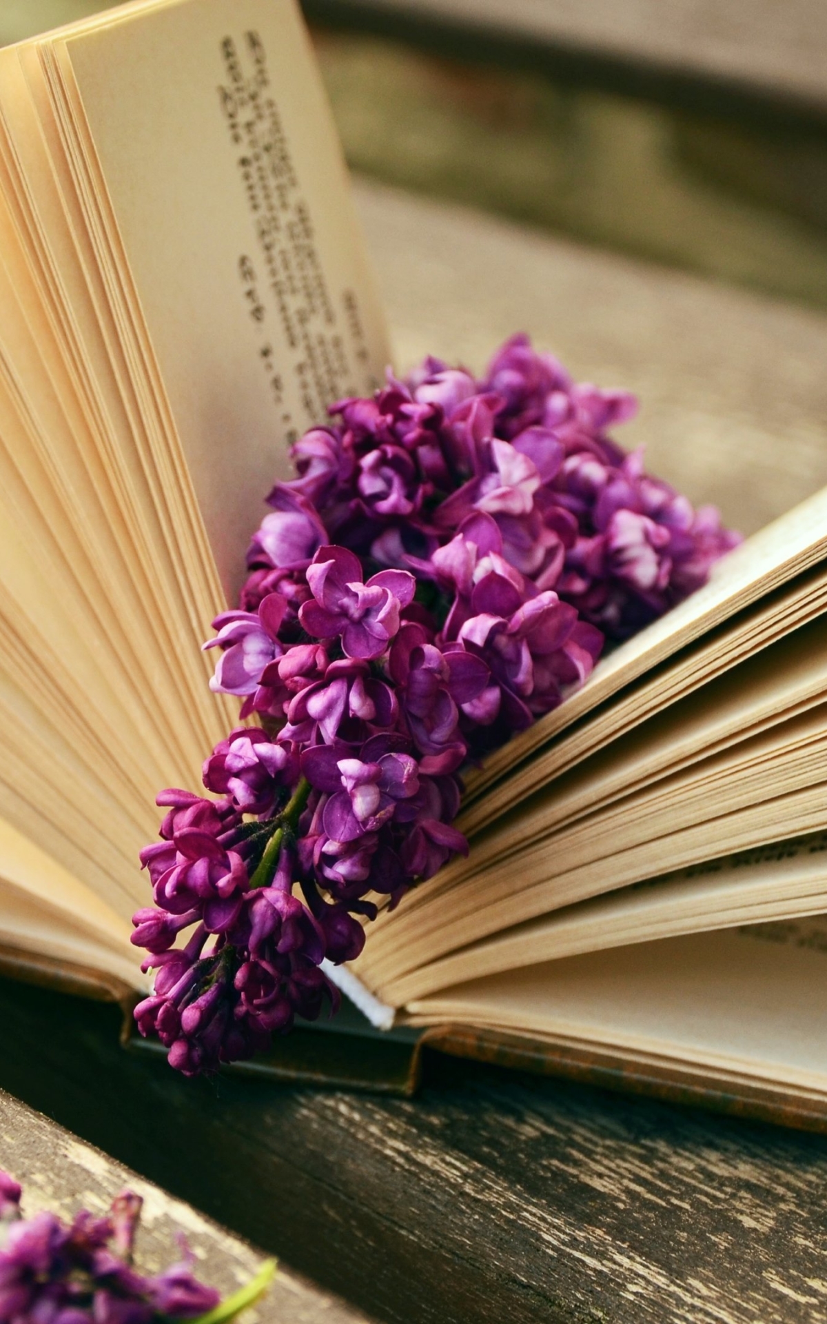 Download mobile wallpaper Lilac, Flower, Book, Man Made for free.