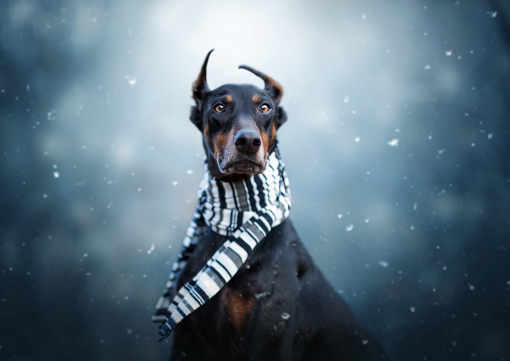 animal, doberman pinscher, dog, scarf, dogs