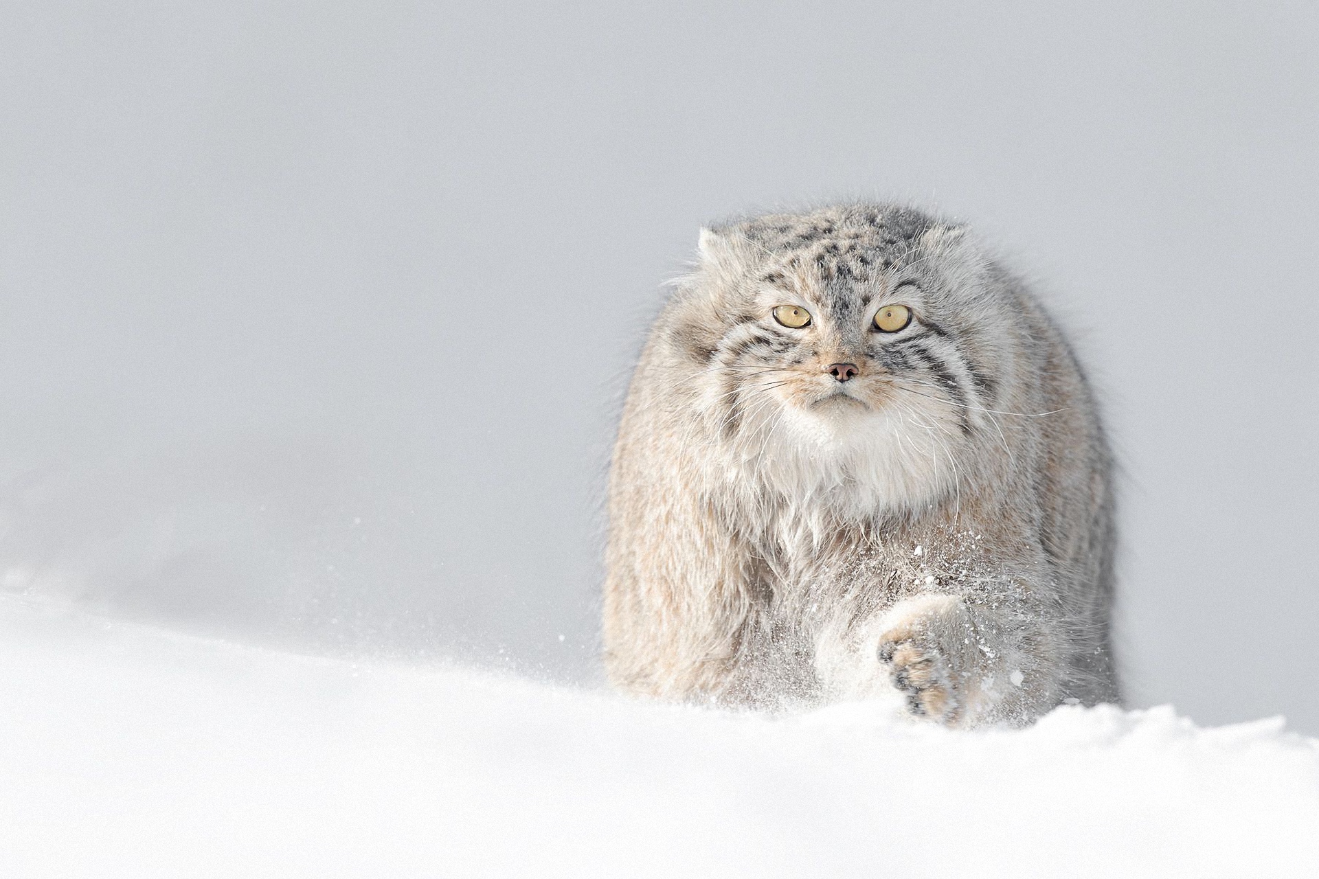 Free download wallpaper Winter, Cats, Snow, Cat, Animal, Pallas's Cat on your PC desktop