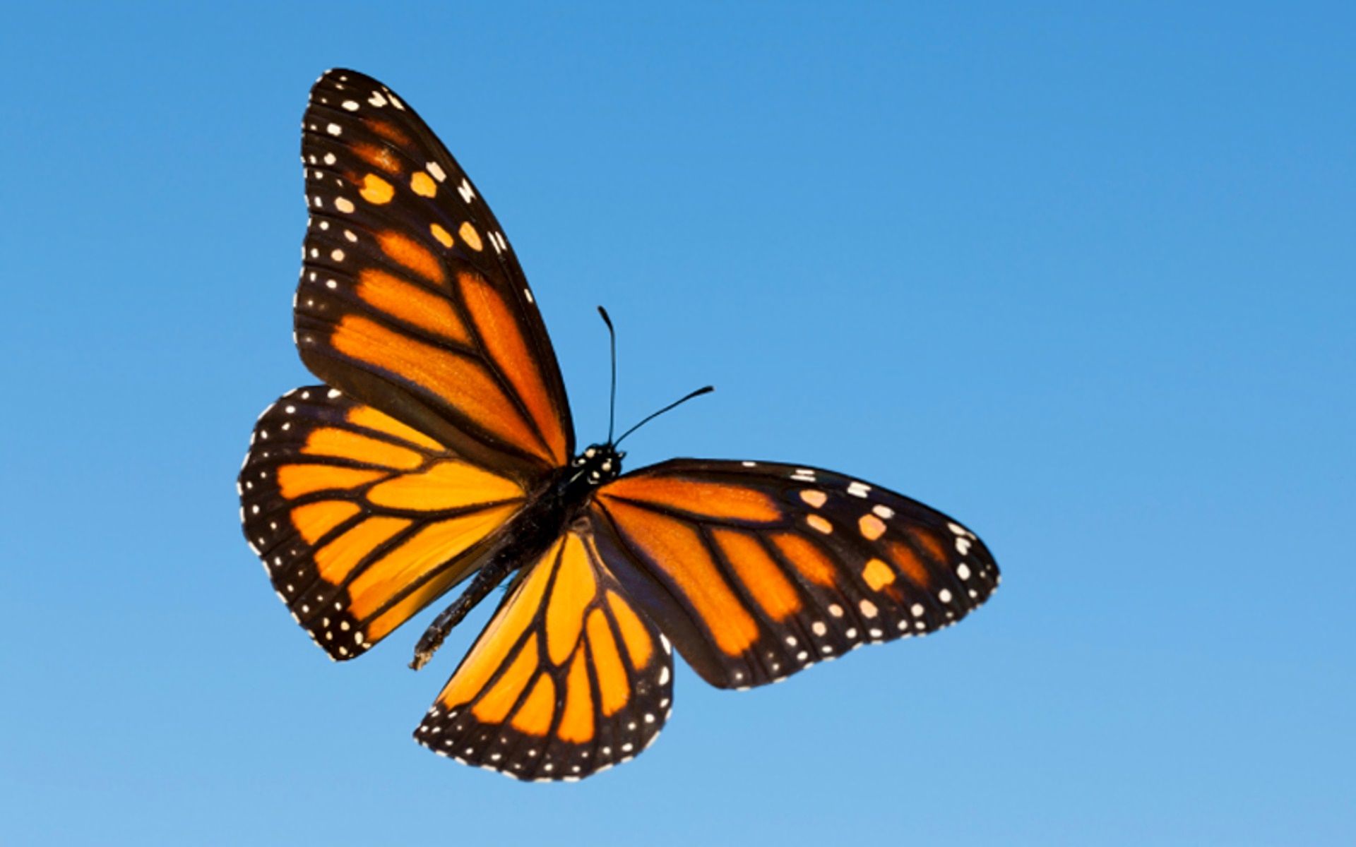 753779 descargar fondo de pantalla mariposa monarca, mariposa, animales: protectores de pantalla e imágenes gratis