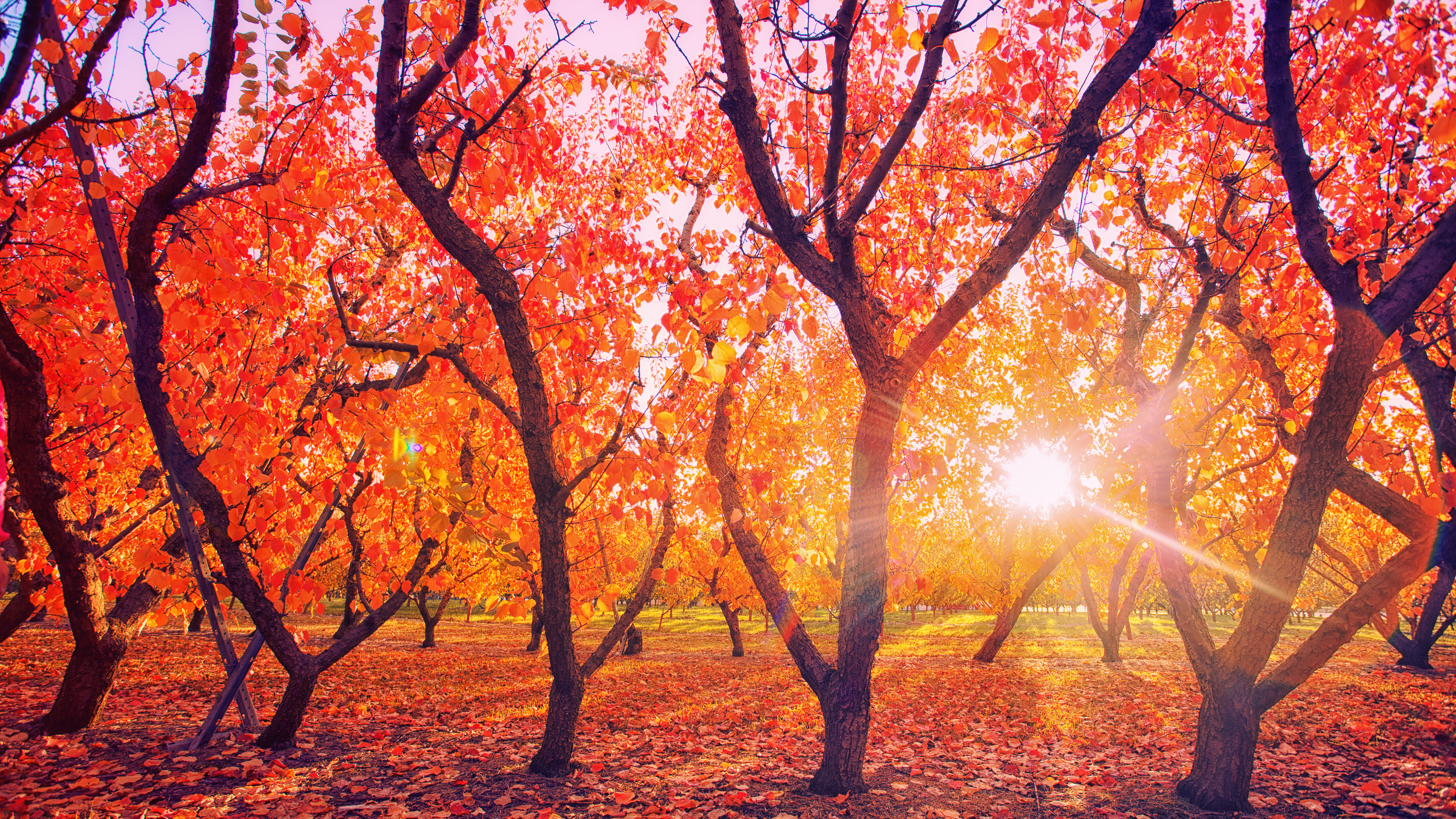 Скачать обои бесплатно Природа, Осень, Солнце, Парк, Фотографии, Солнечный Луч картинка на рабочий стол ПК