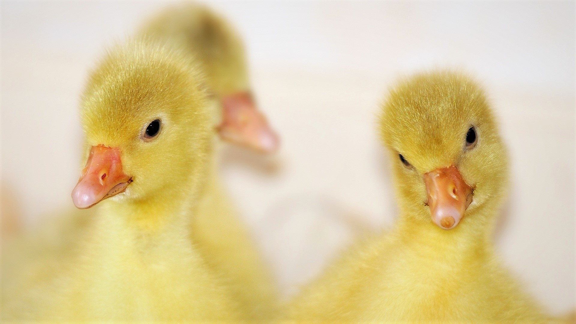 Free download wallpaper Birds, Animal, Duck, Cute, Duckling, Baby Animal on your PC desktop