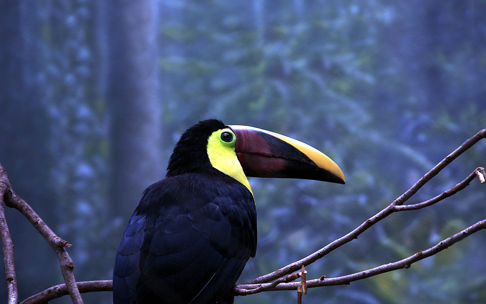animal, toucan, birds