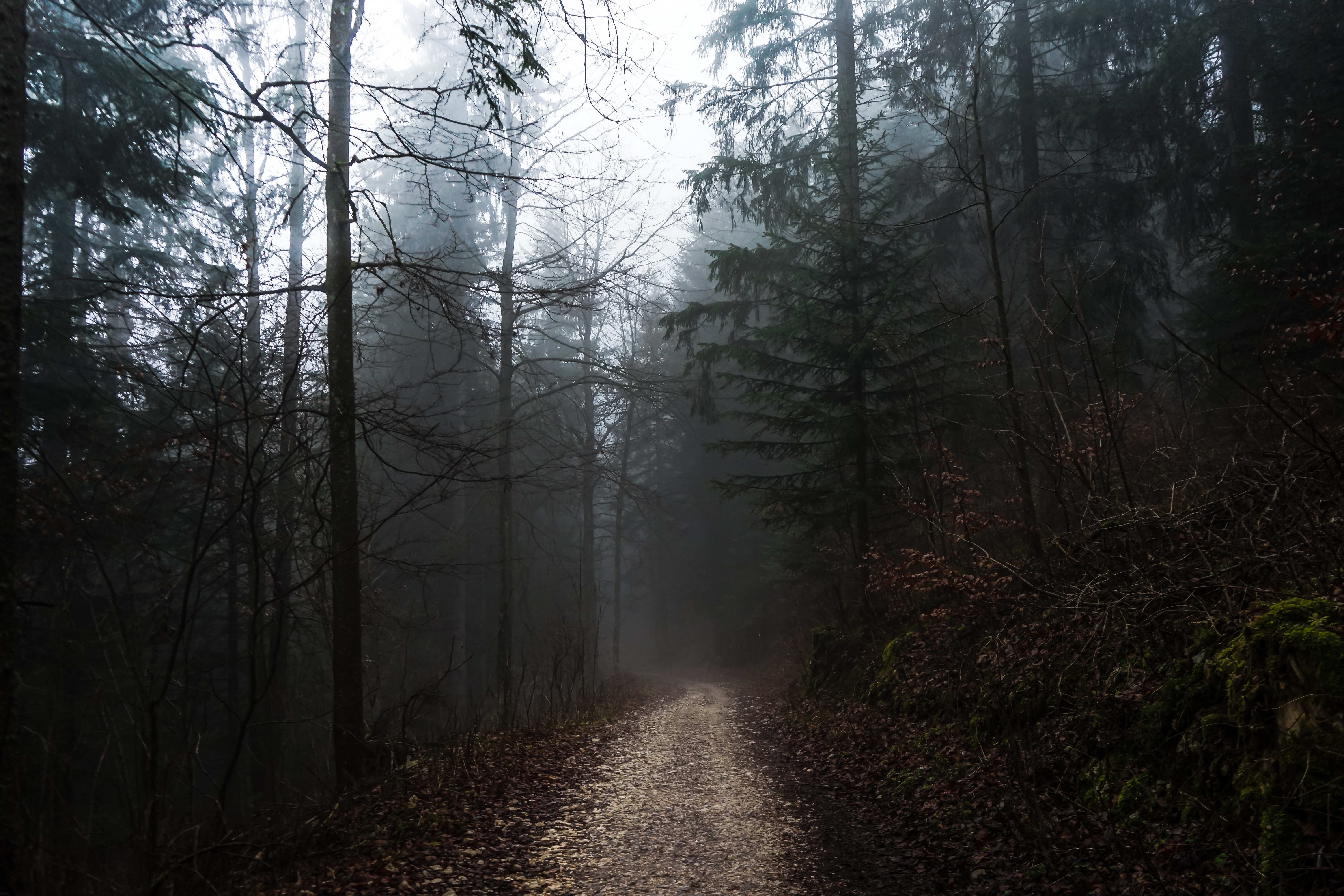 Free download wallpaper Nature, Trees, Autumn, Forest, Path, Stroll, Fog on your PC desktop