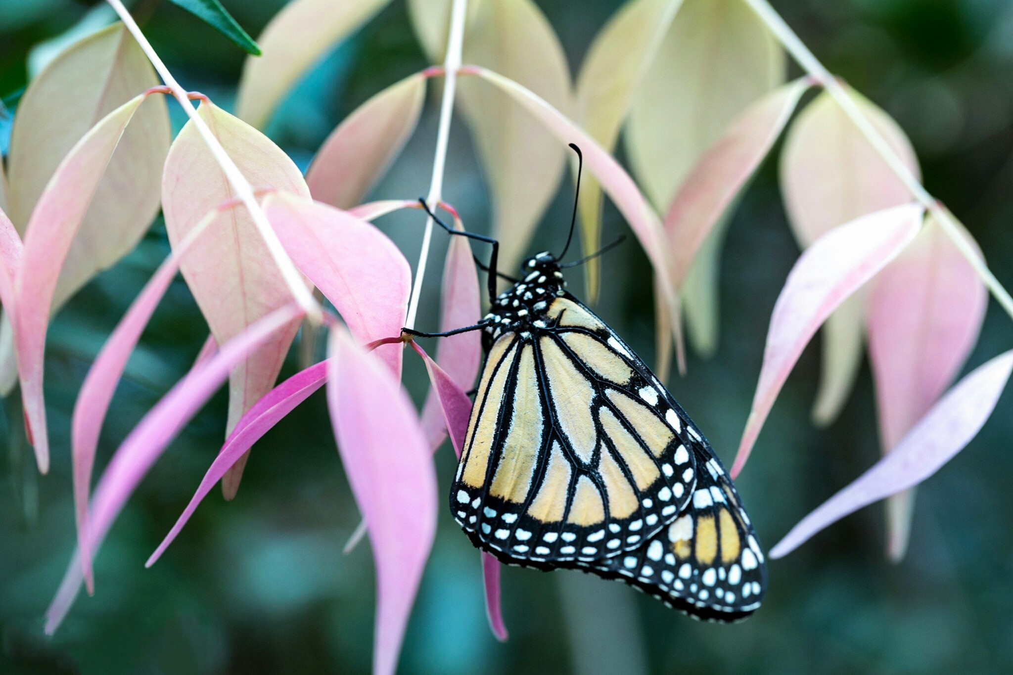 Download mobile wallpaper Flower, Butterfly, Animal for free.