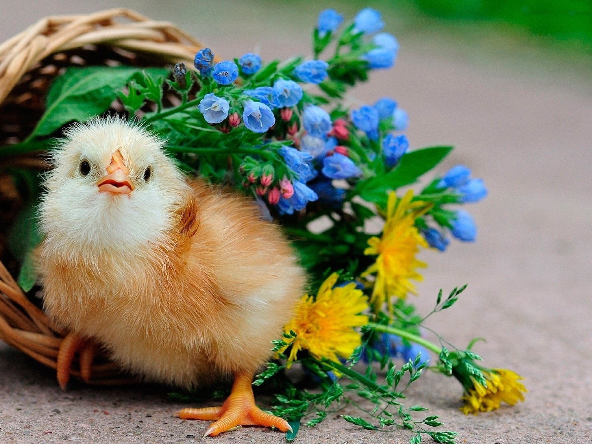 Free download wallpaper Flower, Animal, Basket, Chicken on your PC desktop