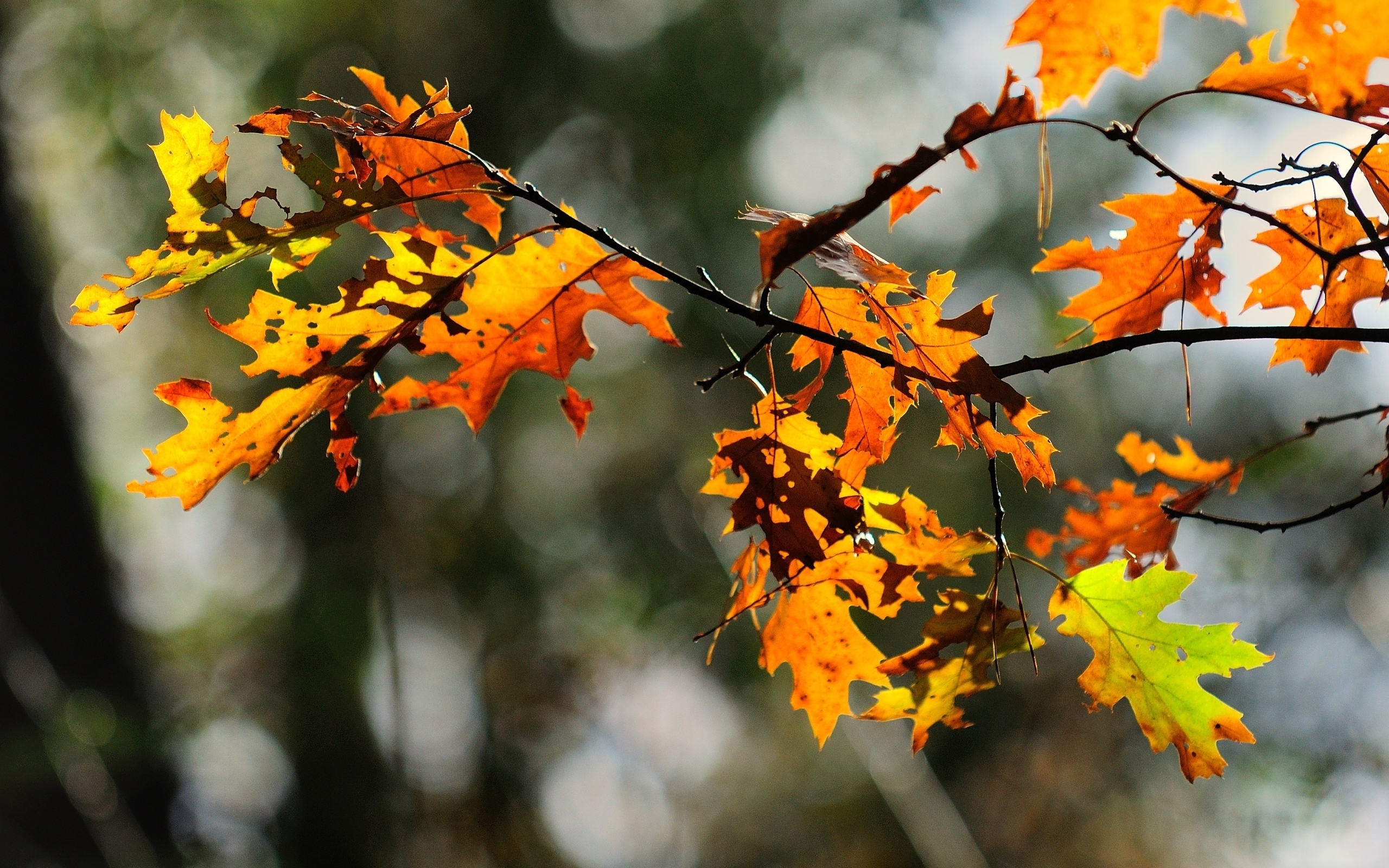 Handy-Wallpaper Blatt, Erde/natur kostenlos herunterladen.