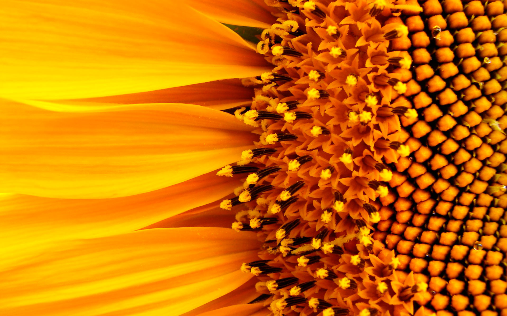 Free download wallpaper Flowers, Flower, Earth on your PC desktop