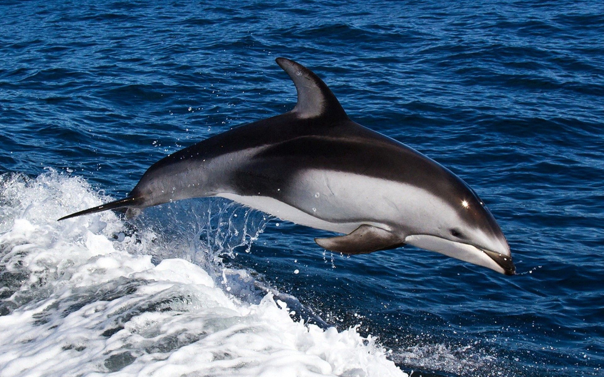 137397 скачать картинку плавать, море, животные, вода, брызги, прыжок, дельфин - обои и заставки бесплатно