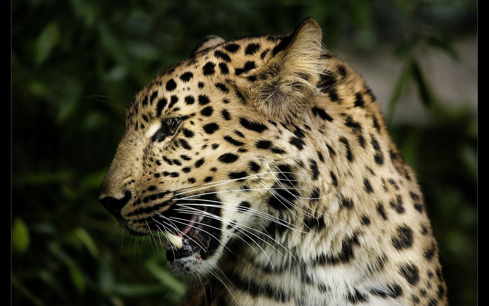 Download mobile wallpaper Leopard, Cats, Animal for free.